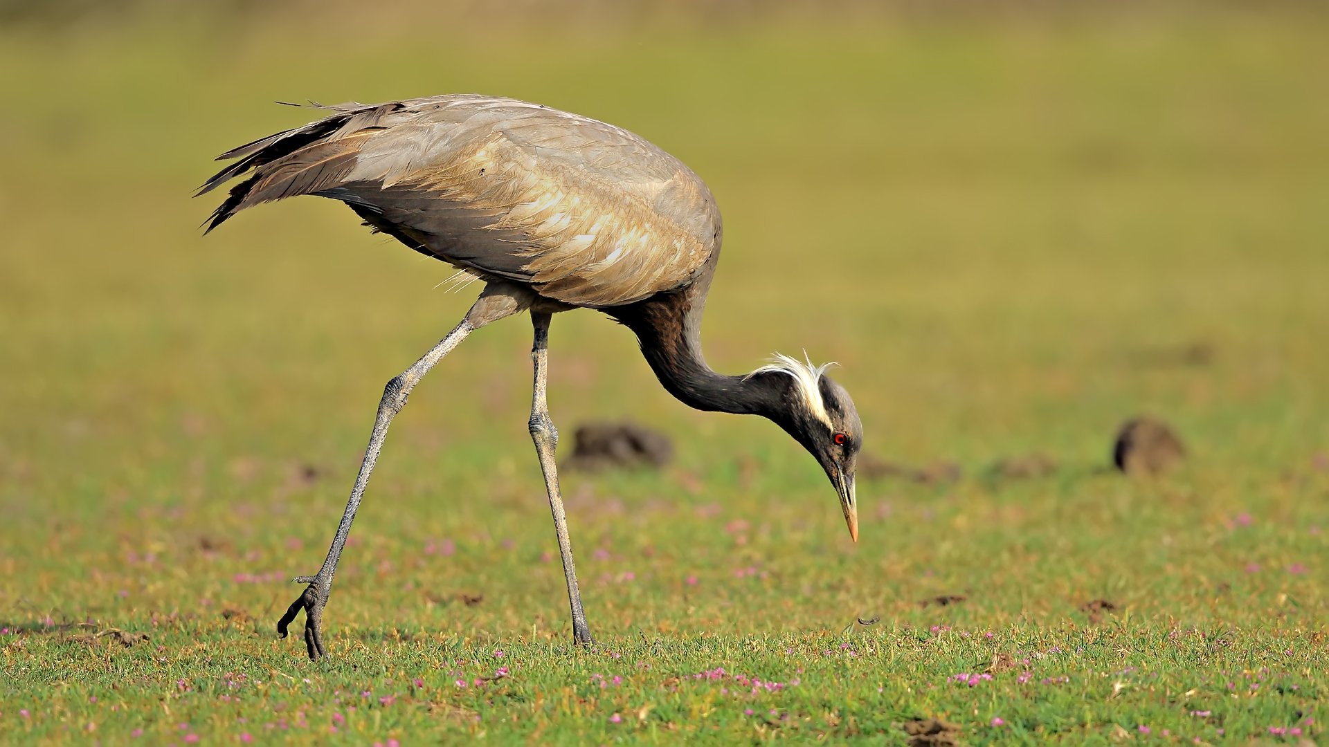 Telli turna » Demoiselle Crane » Grus virgo