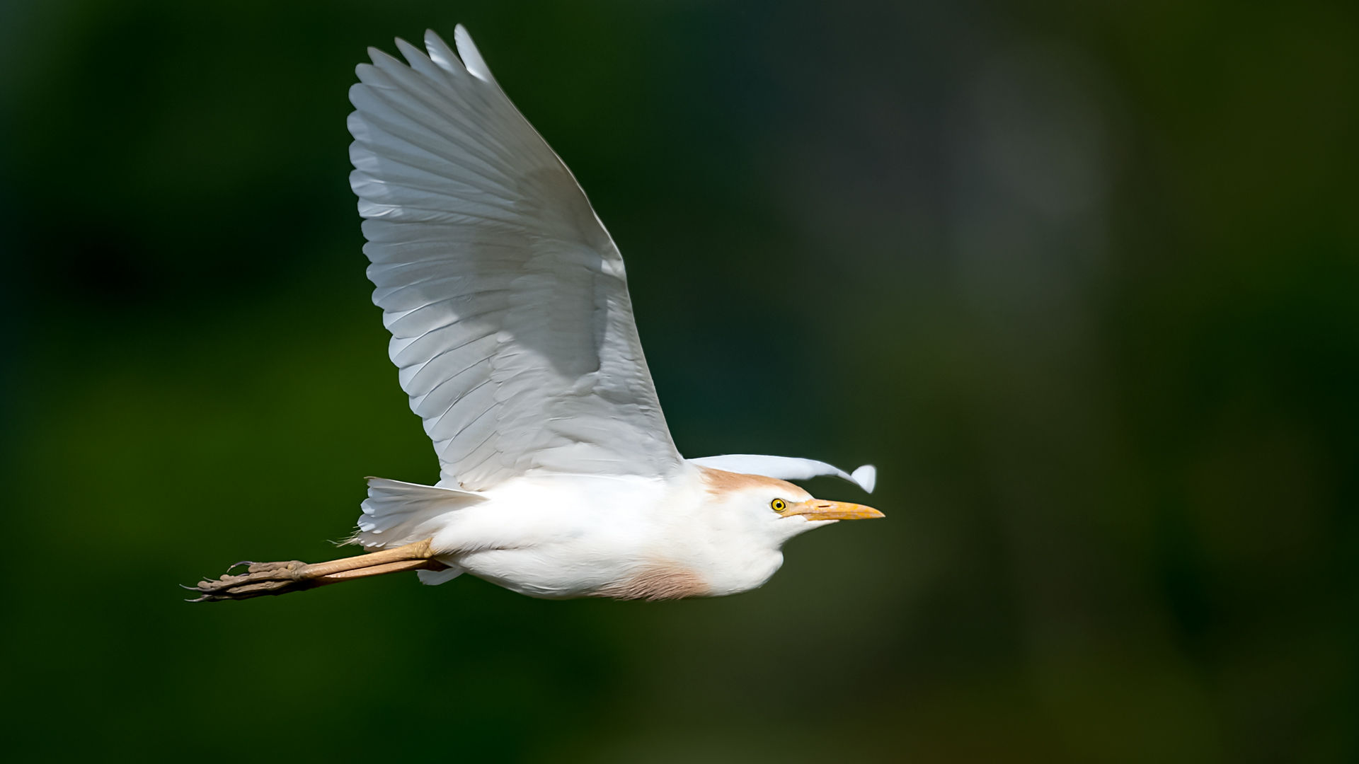 Sığır balıkçılı » Western Cattle Egret » Bubulcus ibis