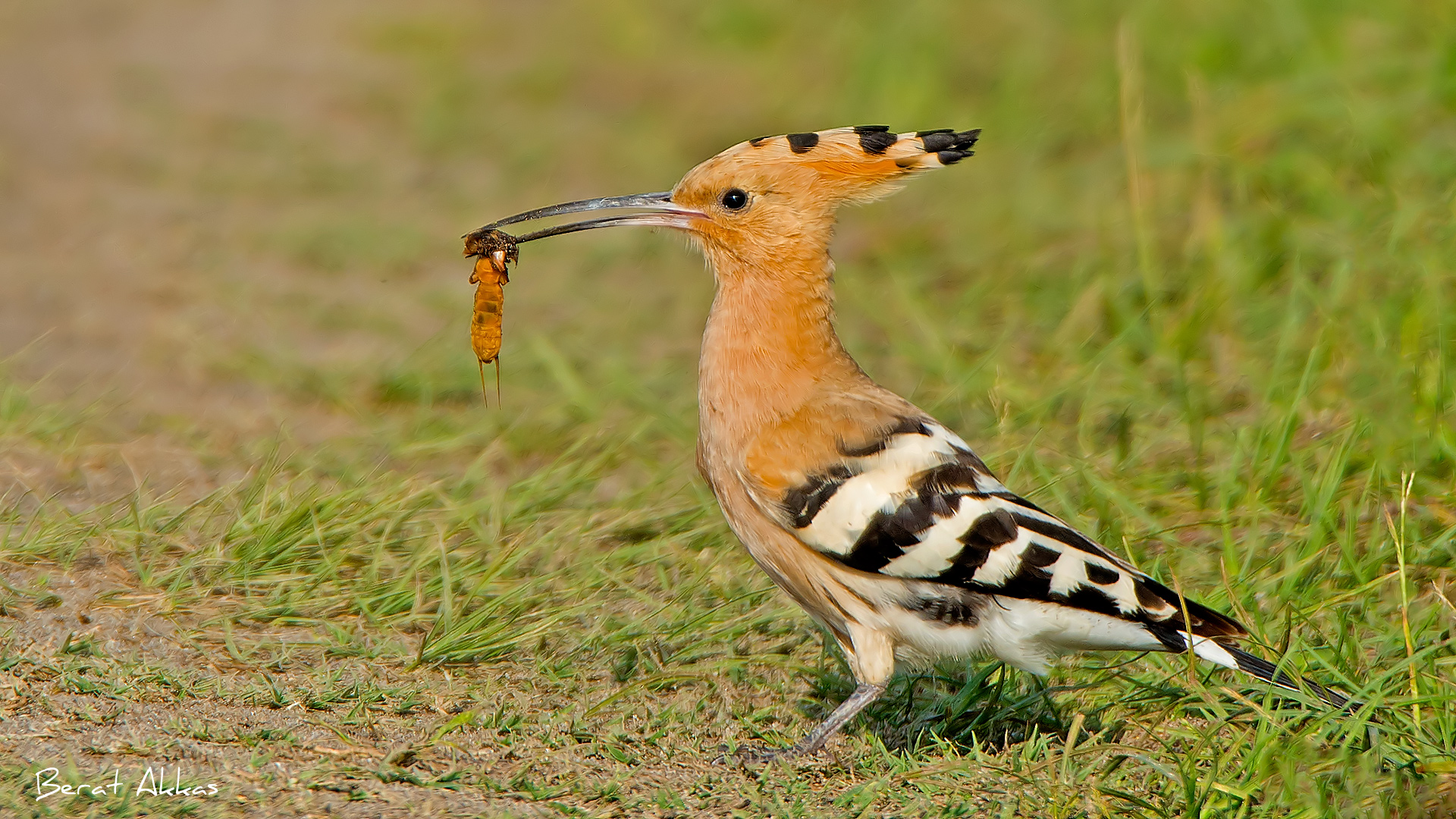 İbibik » Eurasian Hoopoe » Upupa epops