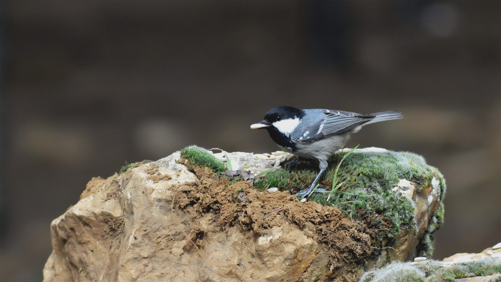 Çam baştankarası » Coal Tit » Periparus ater