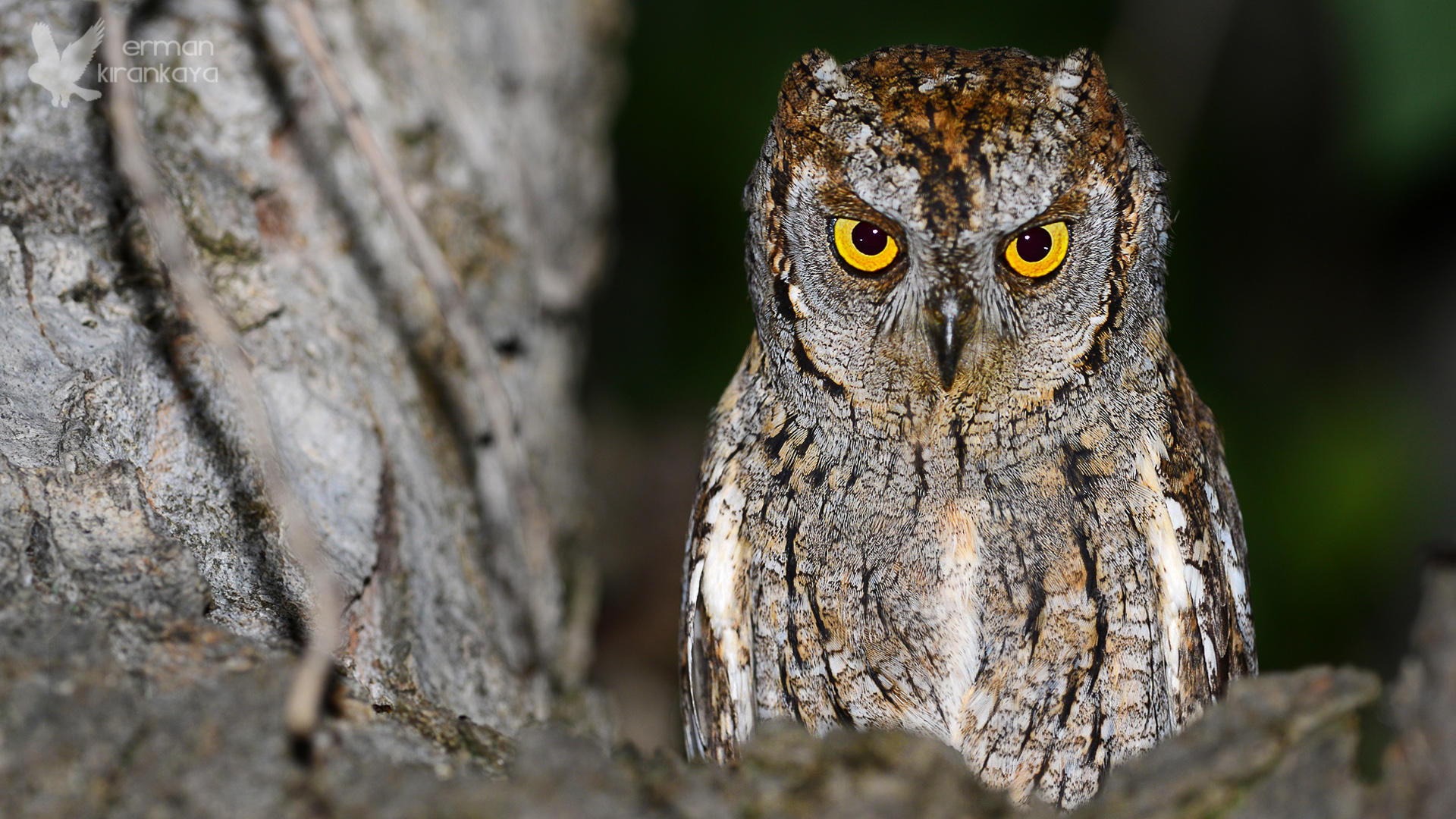 İshakkuşu » Eurasian Scops Owl » Otus scops