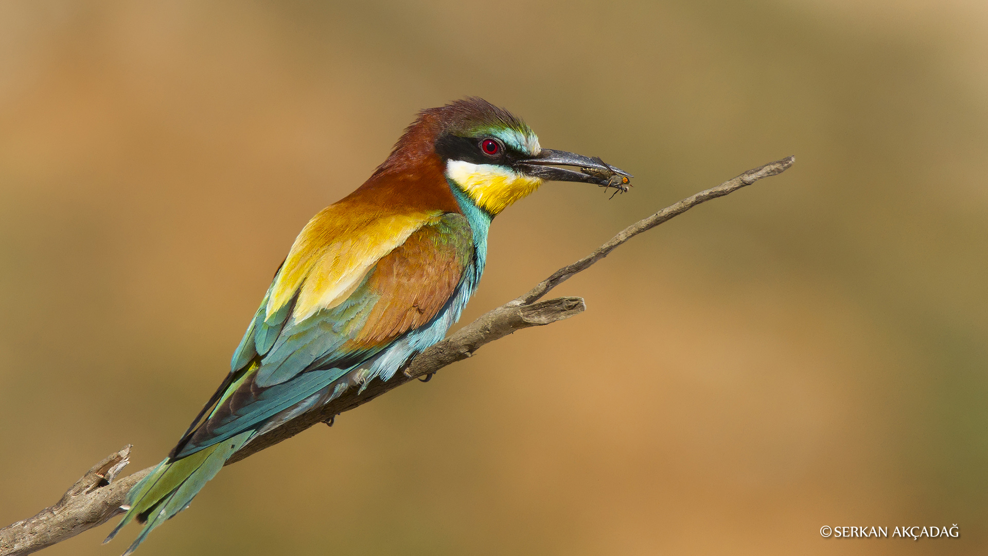 Arıkuşu » European Bee-eater » Merops apiaster