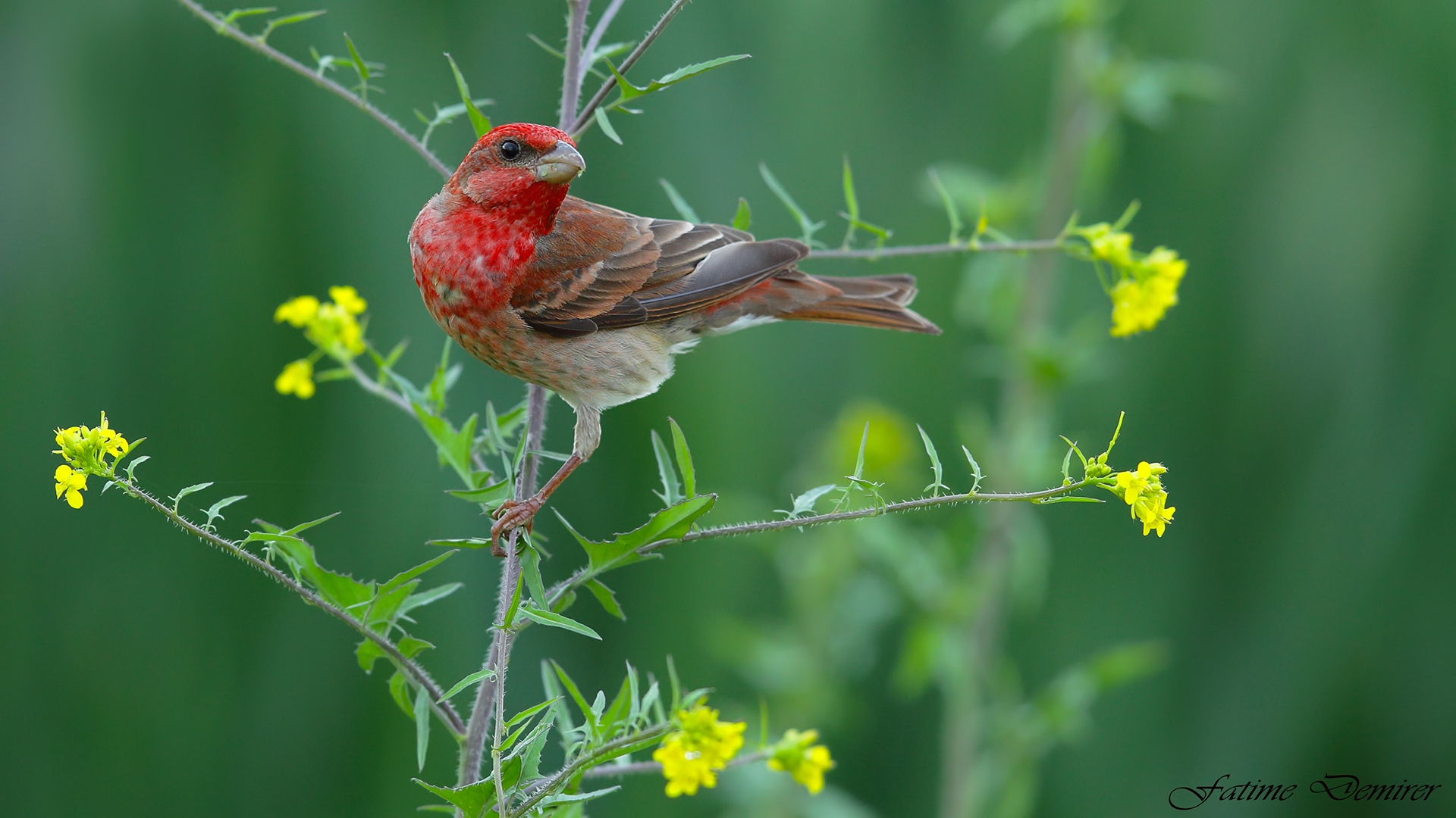 Çütre » Common Rosefinch » Carpodacus erythrinus