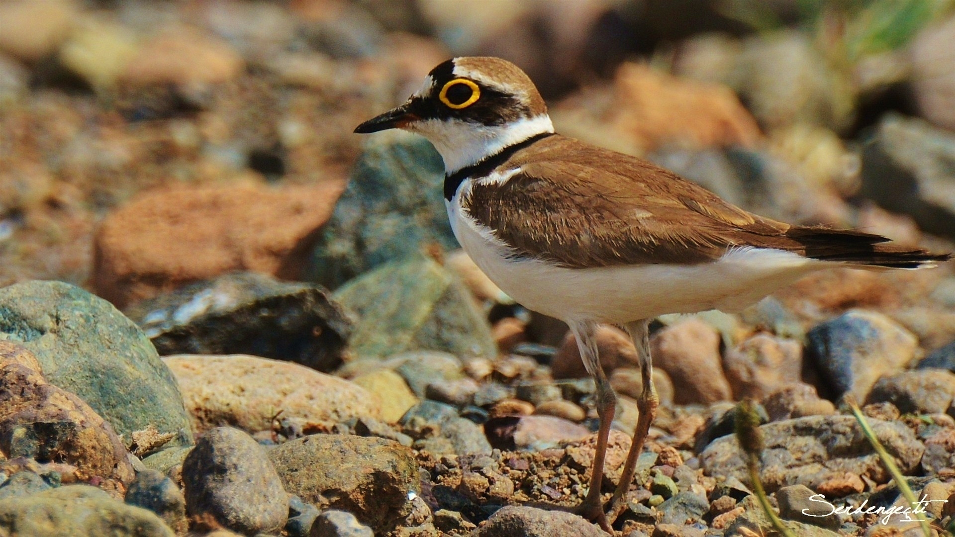 Halkalı küçük cılıbıt » Little Ringed Plover » Charadrius dubius