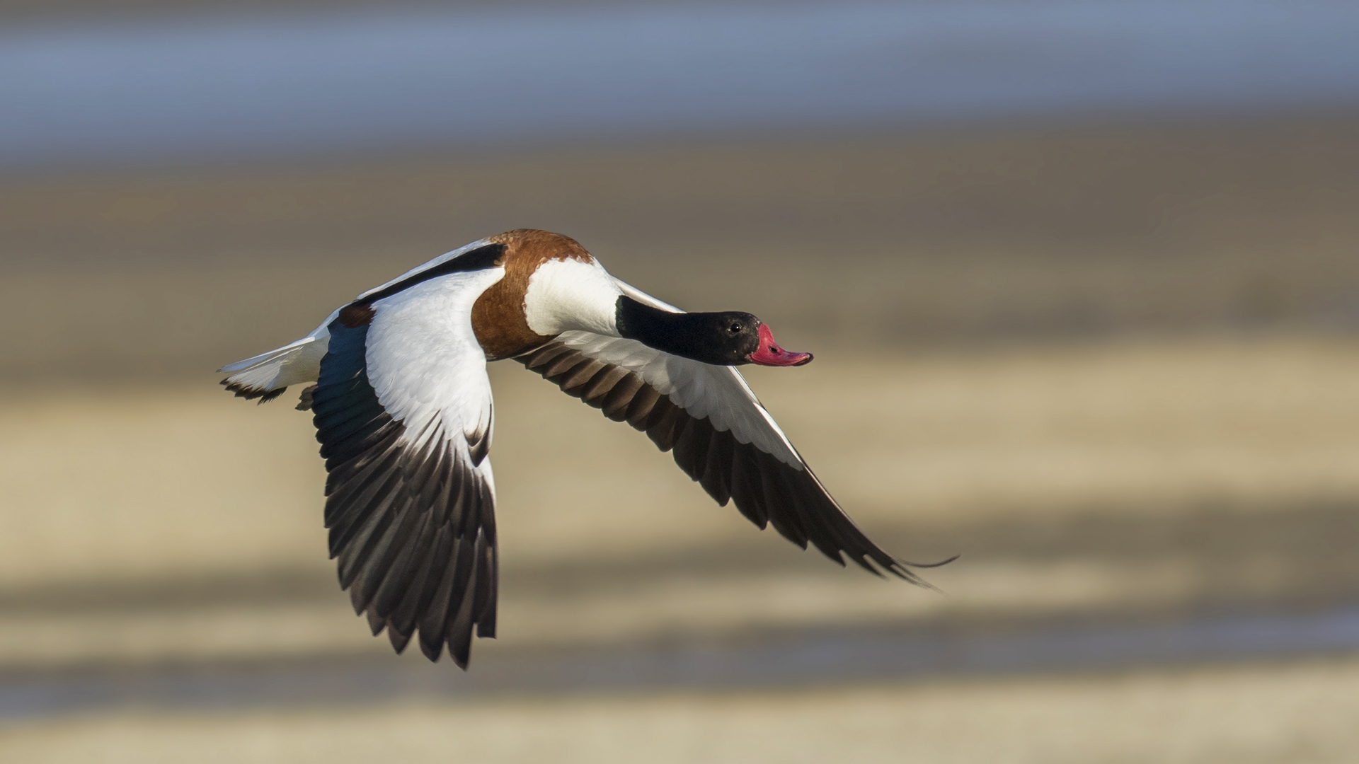 Suna » Common Shelduck » Tadorna tadorna