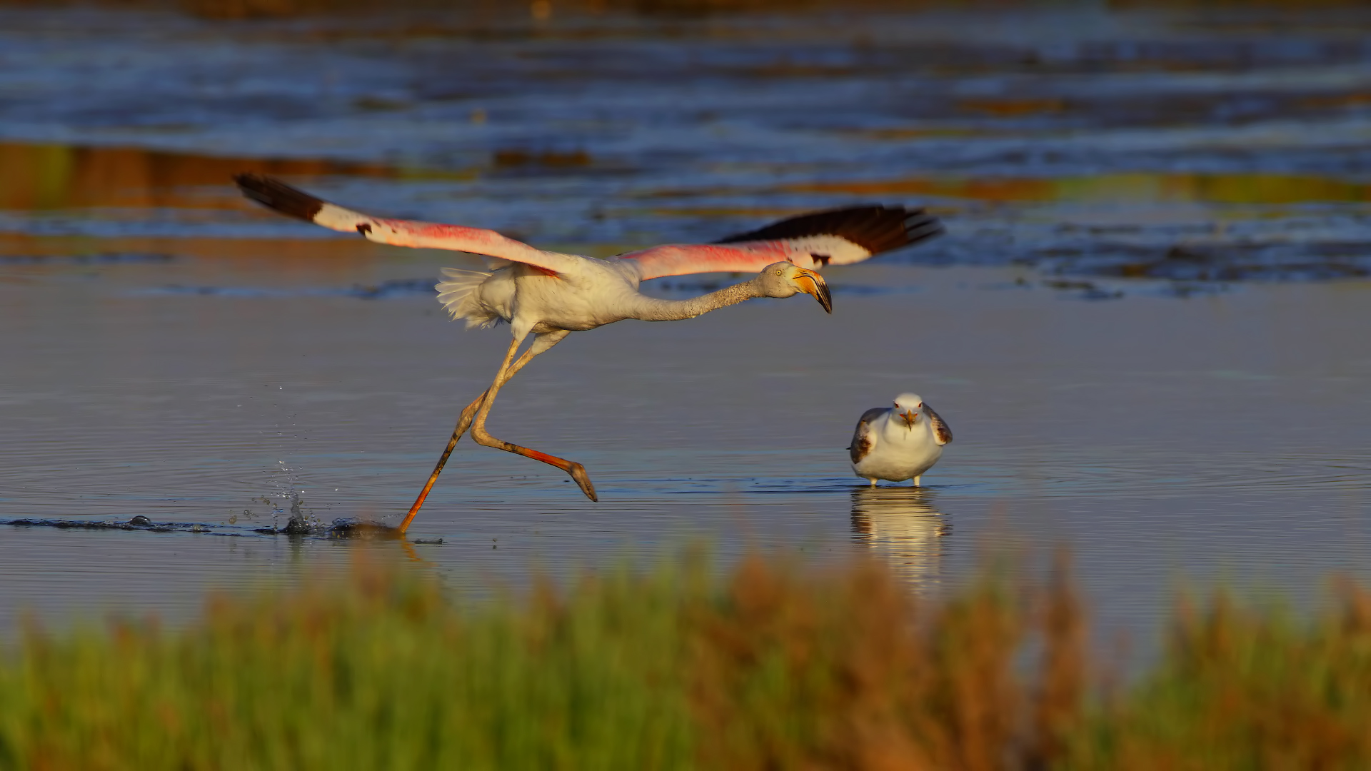 Flamingo