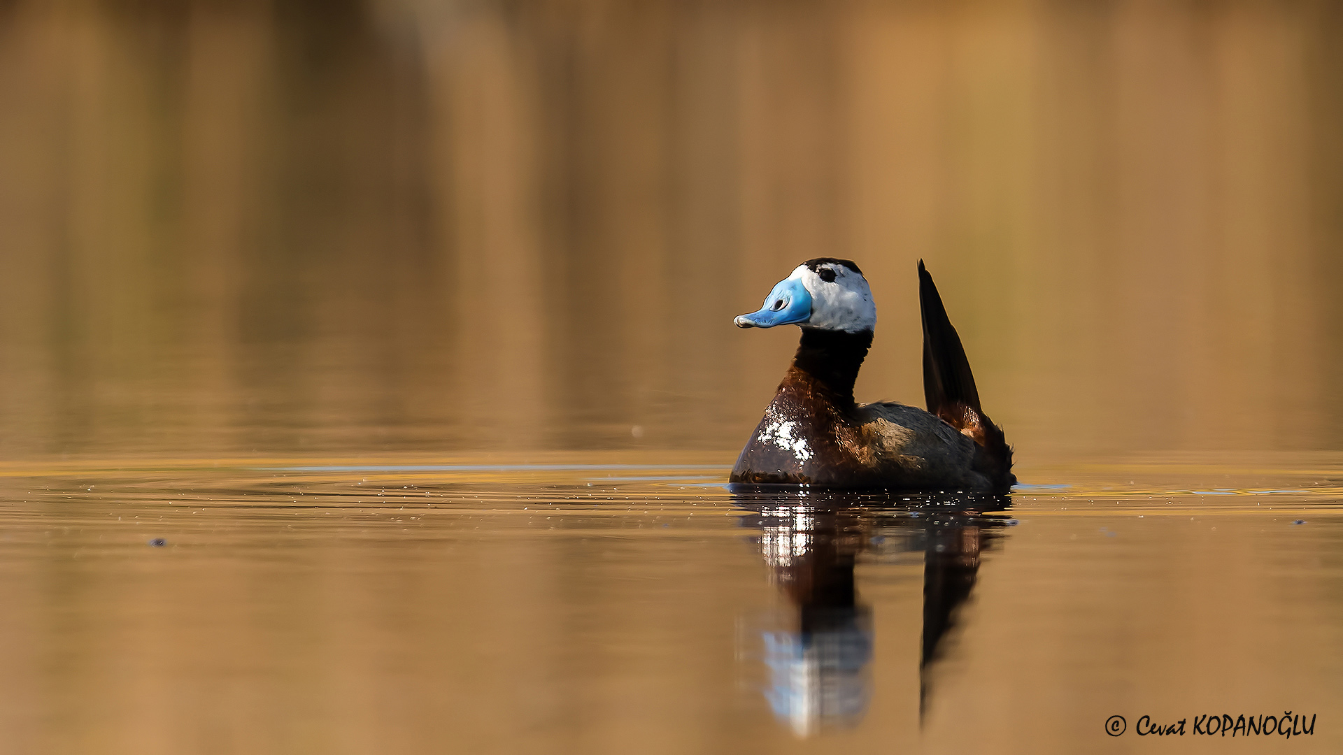 Dikkuyruk » White-headed Duck » Oxyura leucocephala