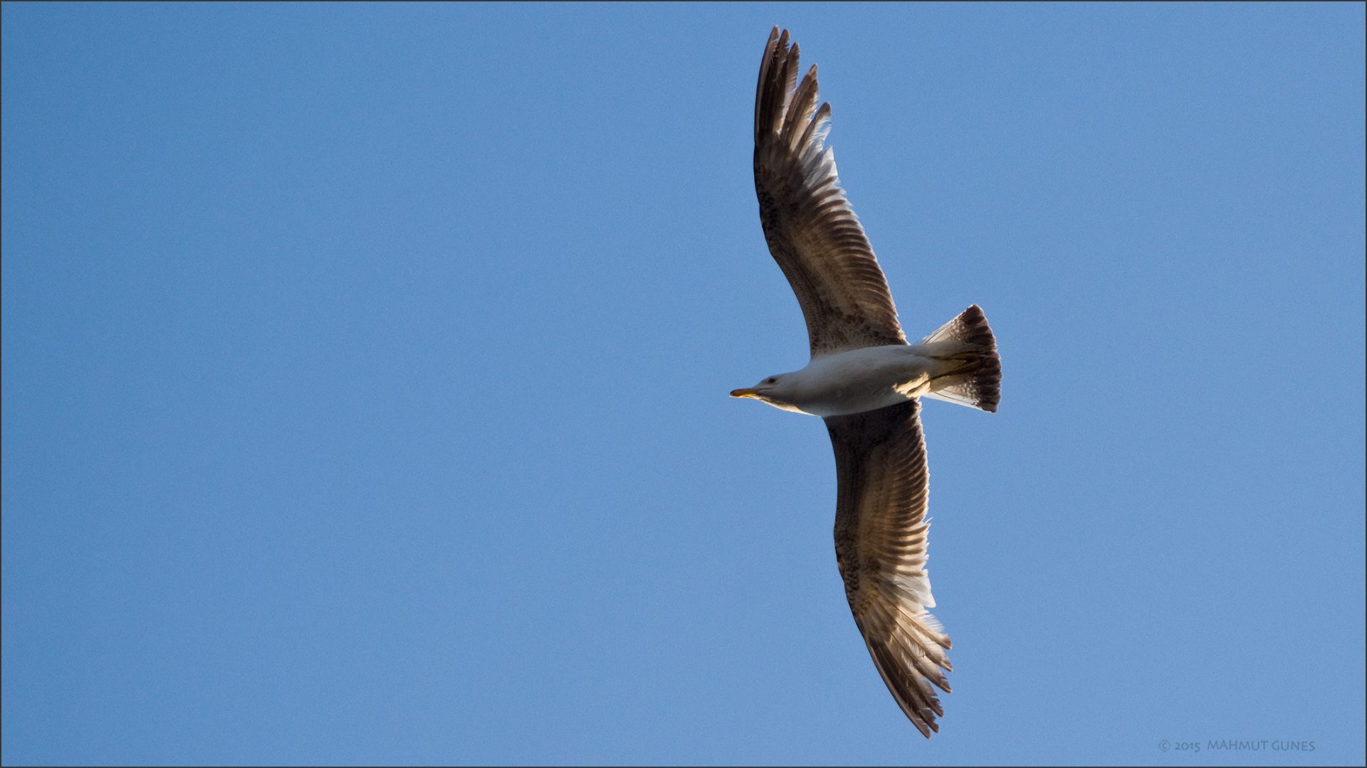 Gümüş martı » Yellow-legged Gull » Larus michahellis