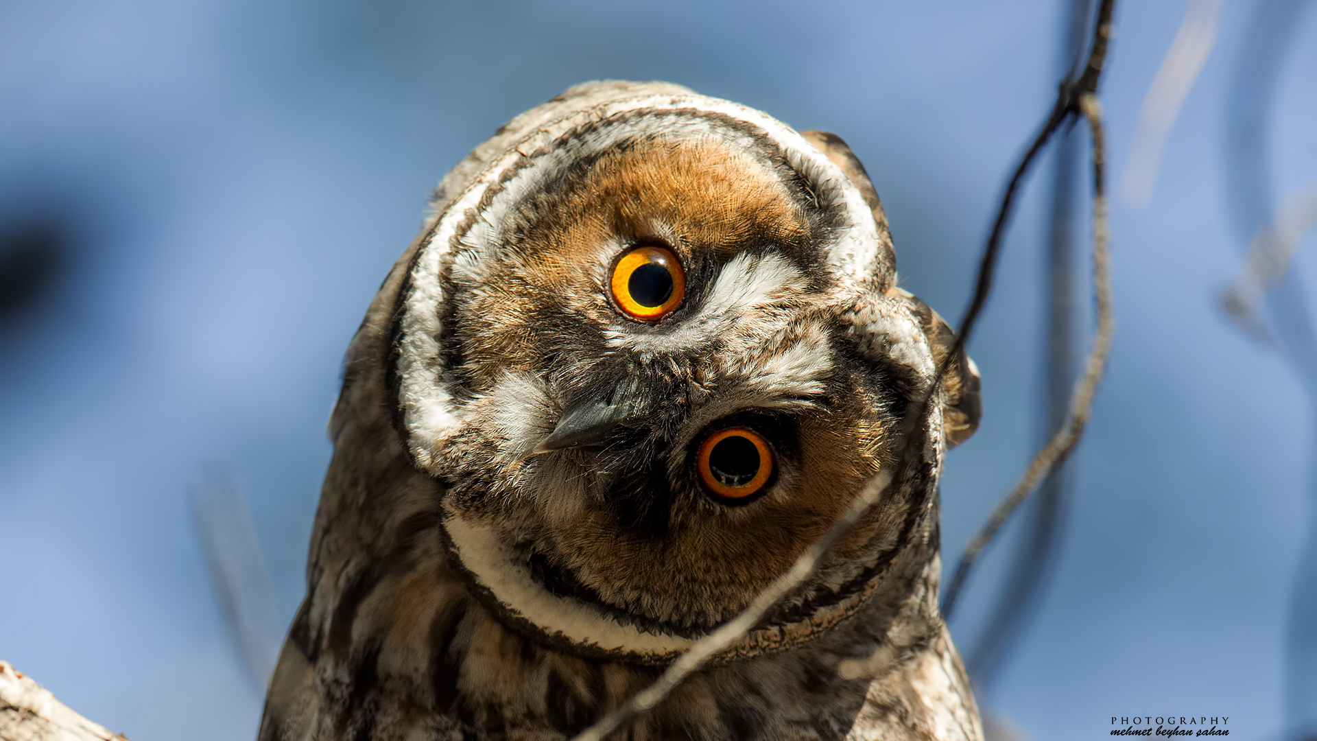 Kulaklı orman baykuşu » Long-eared Owl » Asio otus