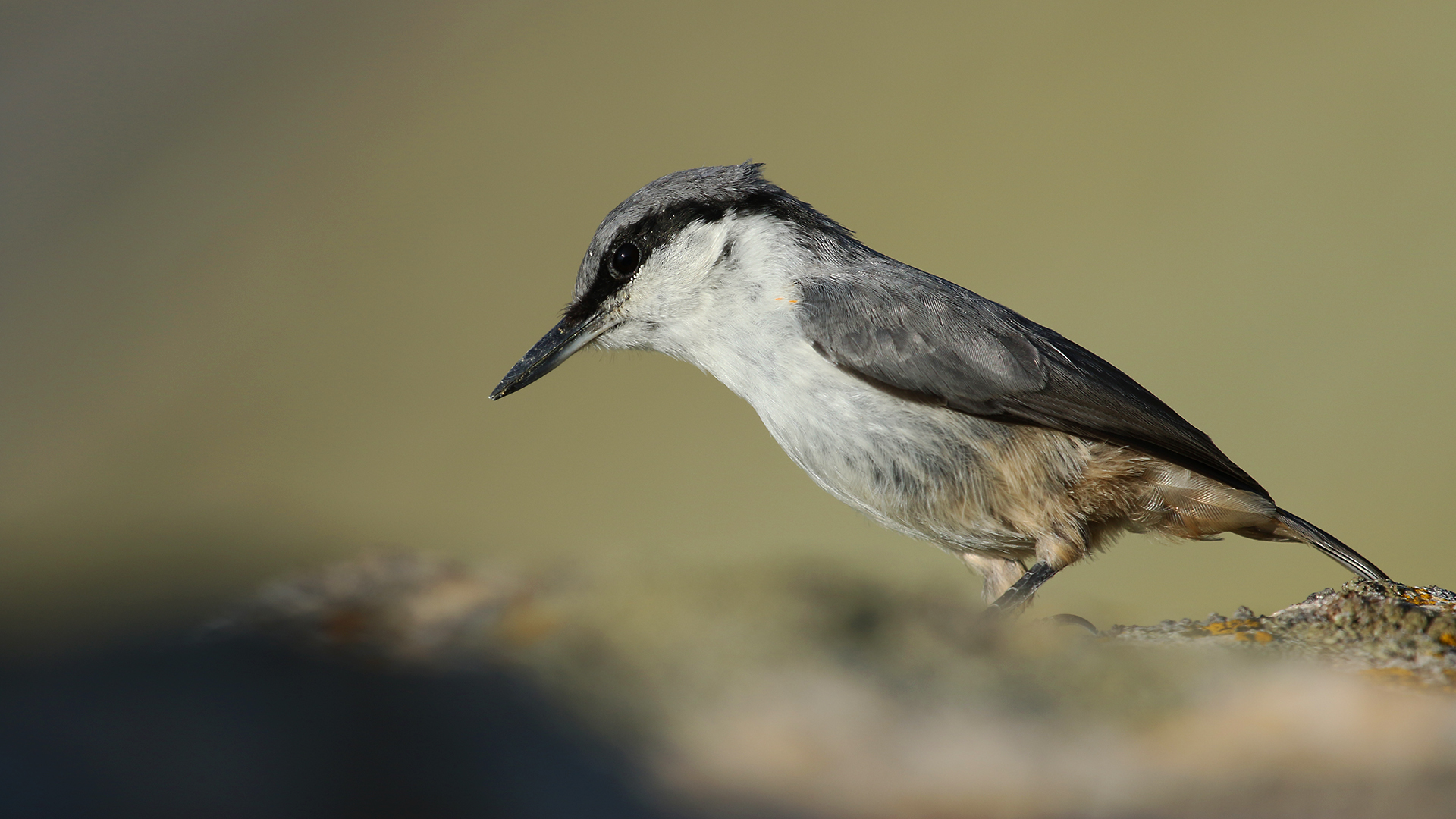 Kaya sıvacısı » Western Rock Nuthatch » Sitta neumayer