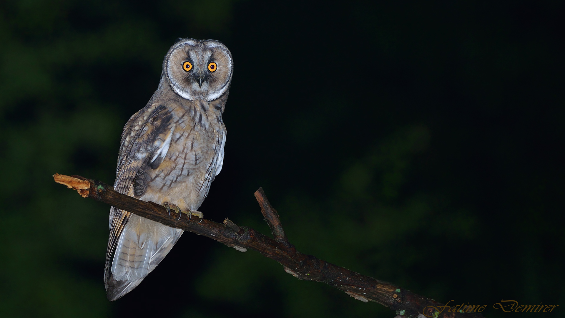 Kulaklı orman baykuşu » Long-eared Owl » Asio otus