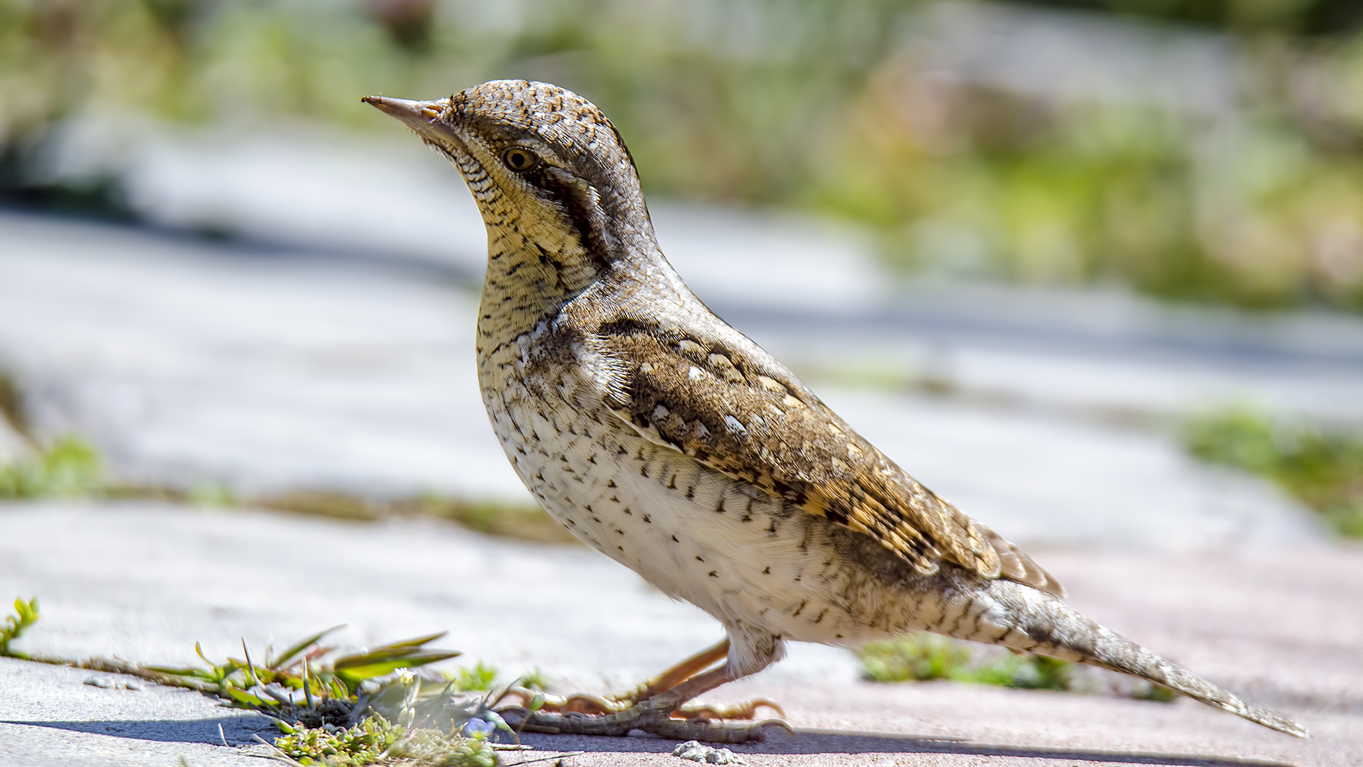 Boyunçeviren » Eurasian Wryneck » Jynx torquilla