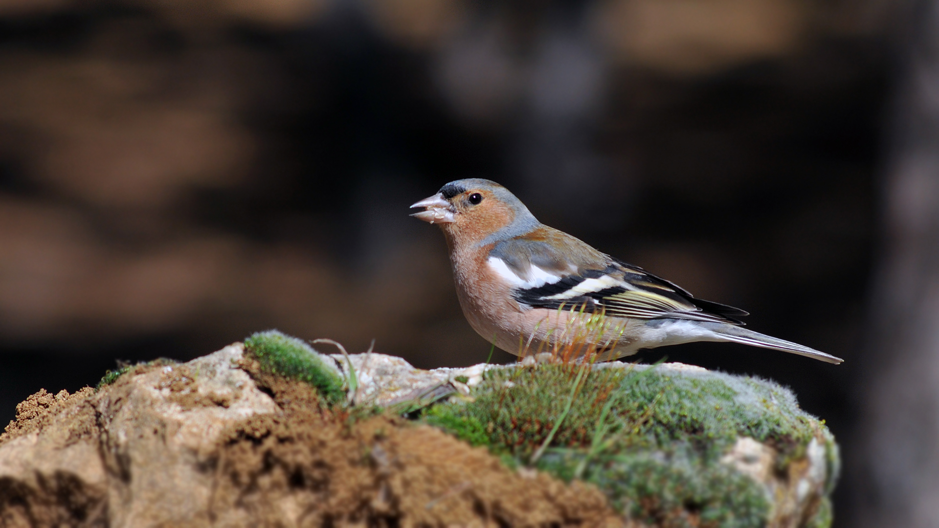 İspinoz » Common Chaffinch » Fringilla coelebs