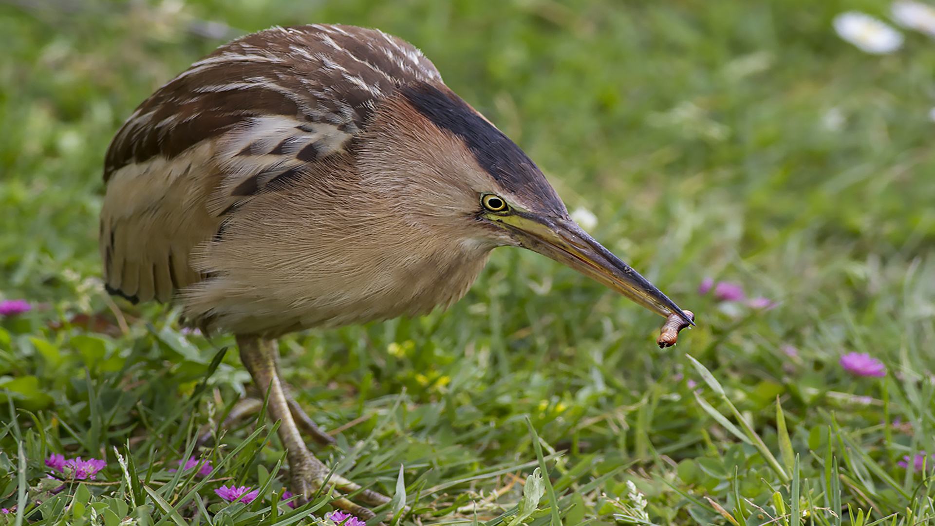 Küçük balaban » Little Bittern » Ixobrychus minutus