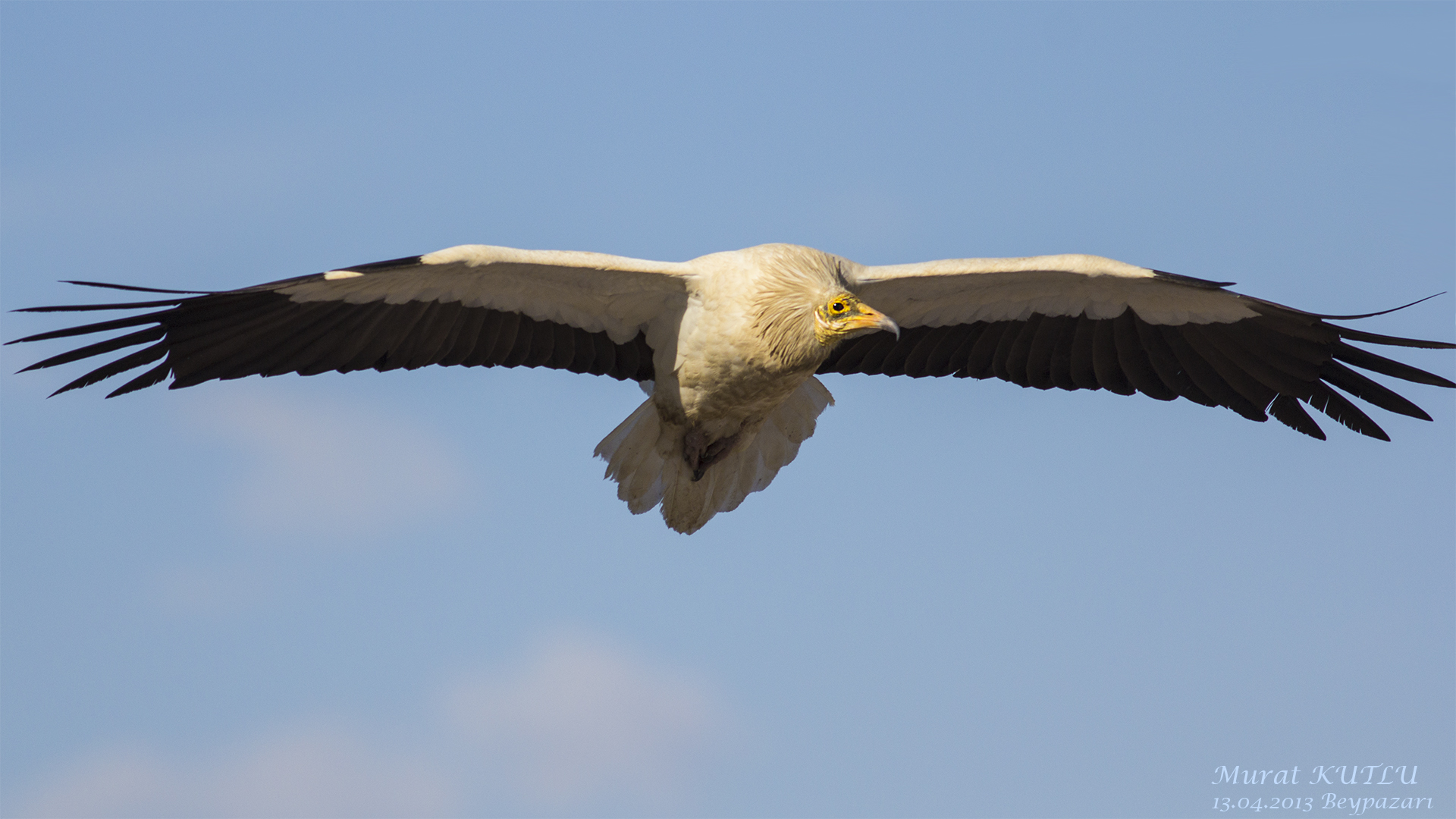 Küçük akbaba » Egyptian Vulture » Neophron percnopterus