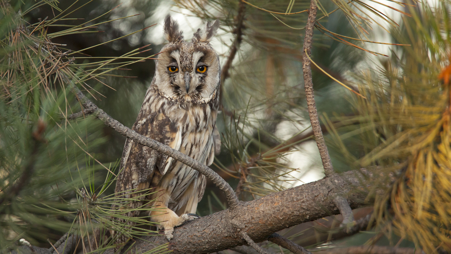 Kulaklı orman baykuşu » Long-eared Owl » Asio otus