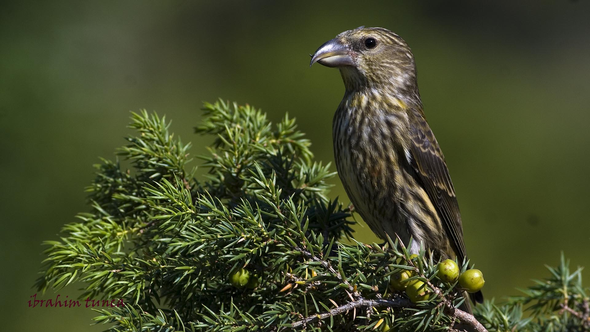 Çaprazgaga » Red Crossbill » Loxia curvirostra