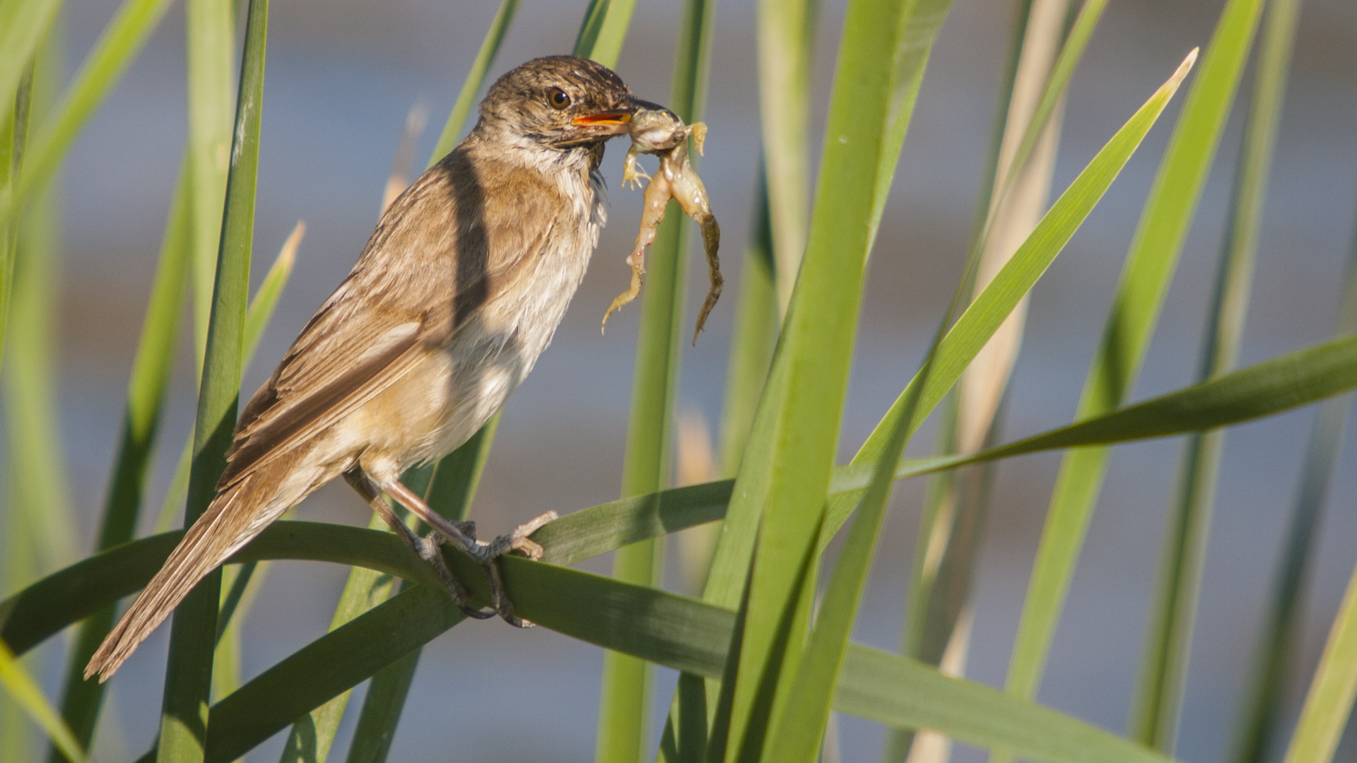 Büyük kamışçın » Great Reed Warbler » Acrocephalus arundinaceus