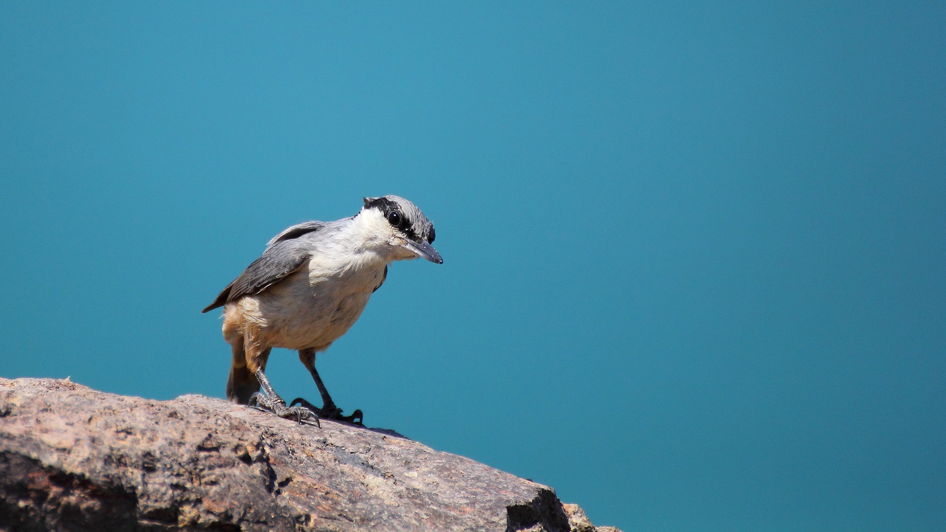 Kaya sıvacısı » Western Rock Nuthatch » Sitta neumayer