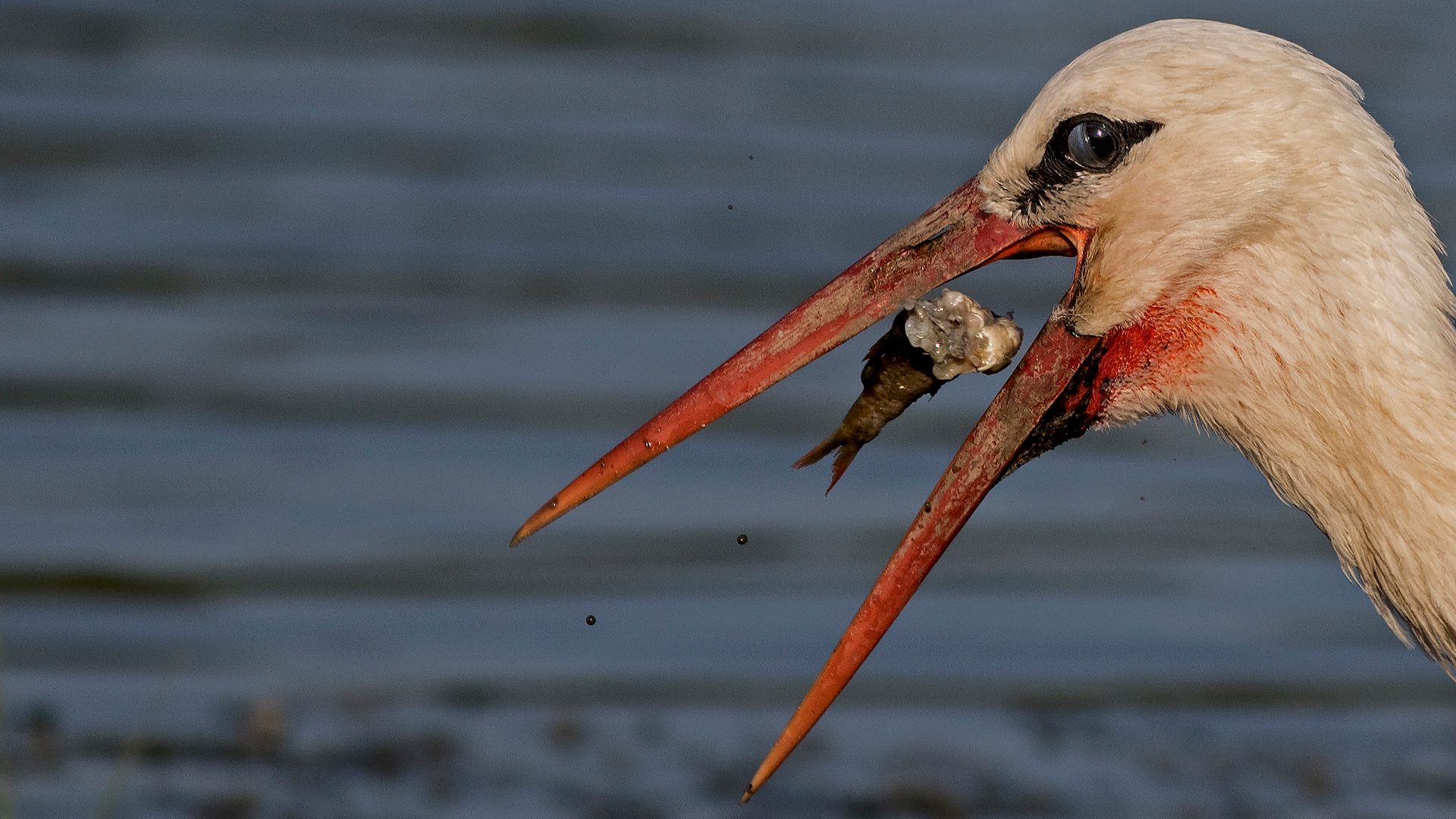 Leylek » White Stork » Ciconia ciconia