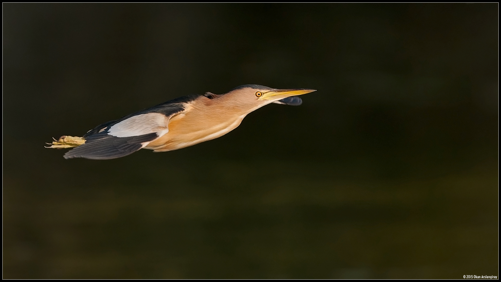 Küçük balaban » Little Bittern » Ixobrychus minutus