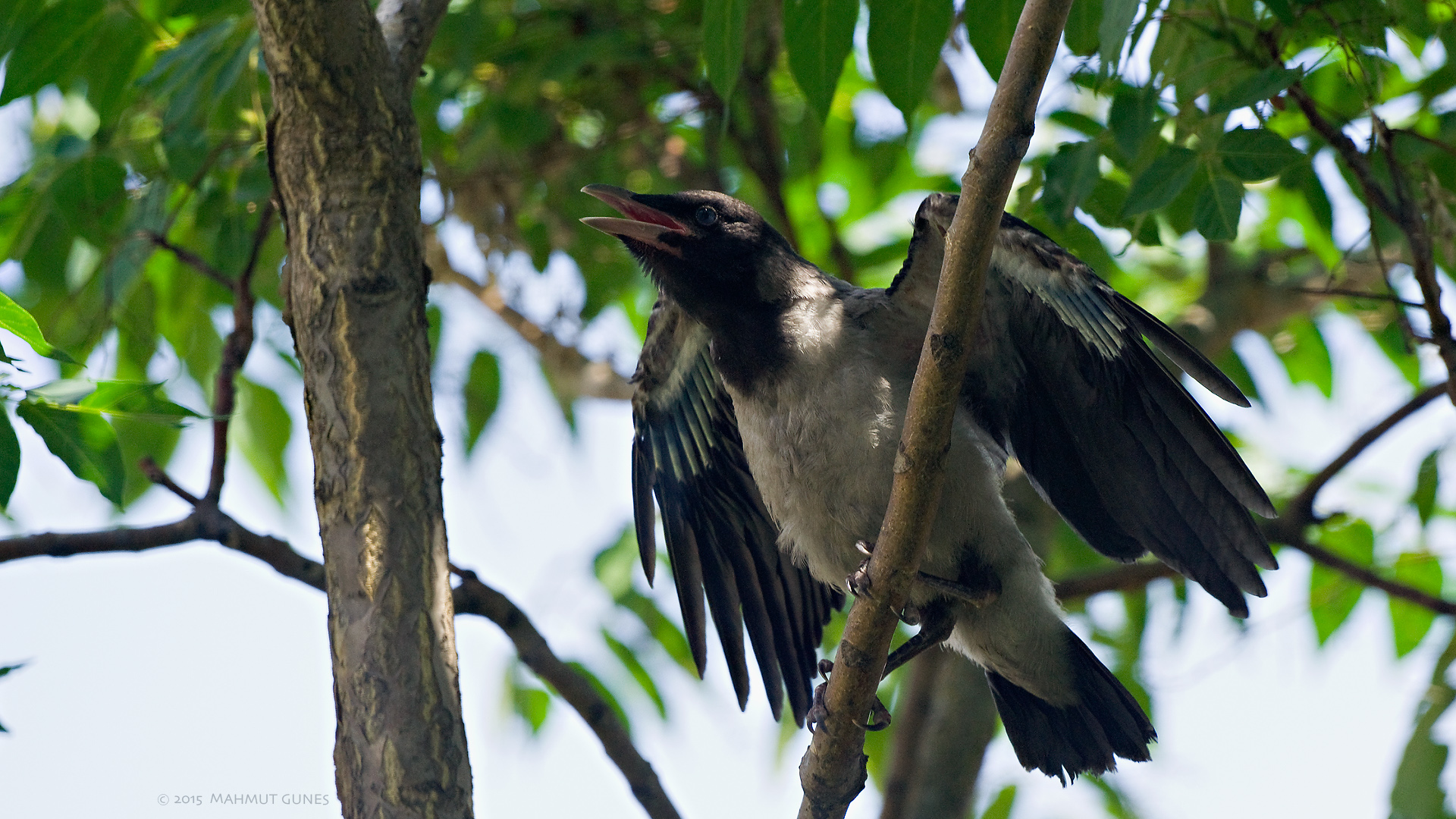 Leş kargası » Hooded Crow » Corvus cornix