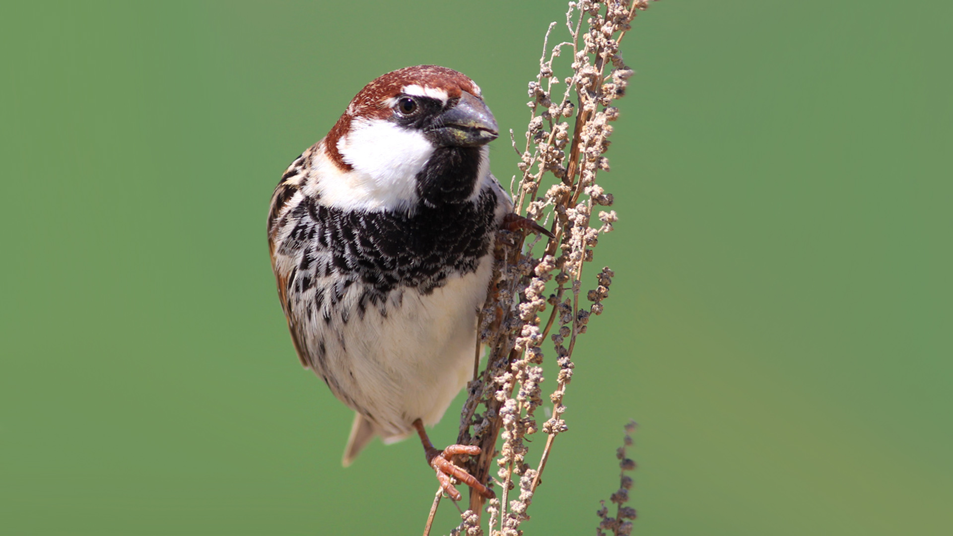 Söğüt serçesi » Spanish Sparrow » Passer hispaniolensis