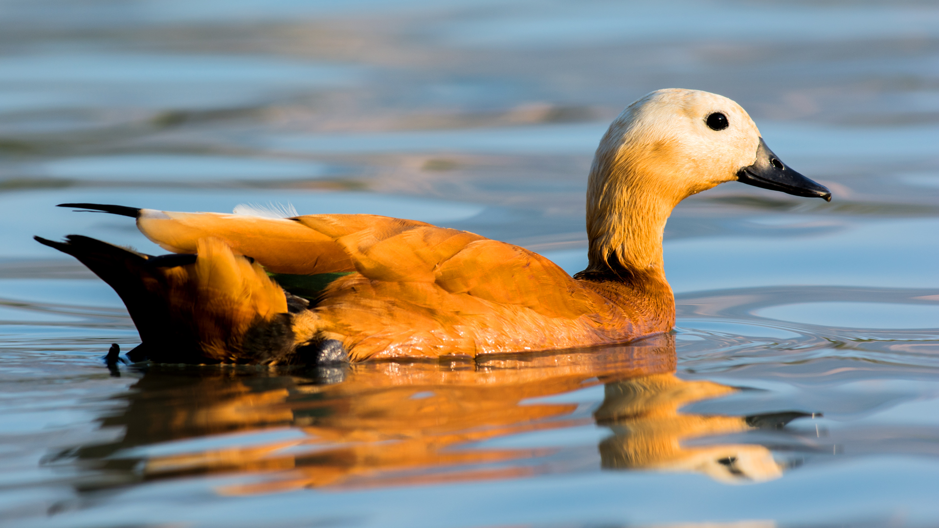 Angıt » Ruddy Shelduck » Tadorna ferruginea