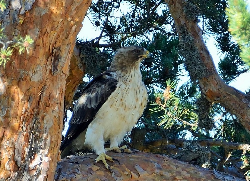 Küçük kartal