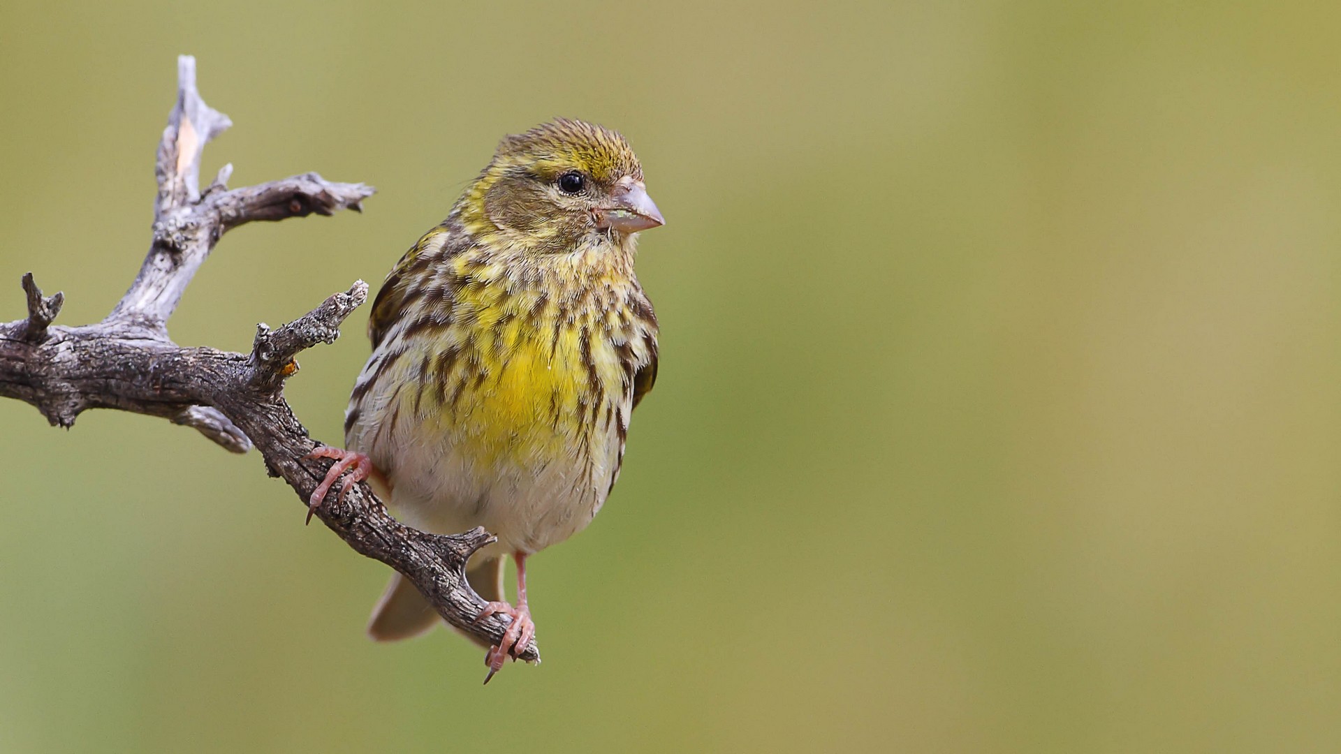 Küçük iskete » European Serin » Serinus serinus