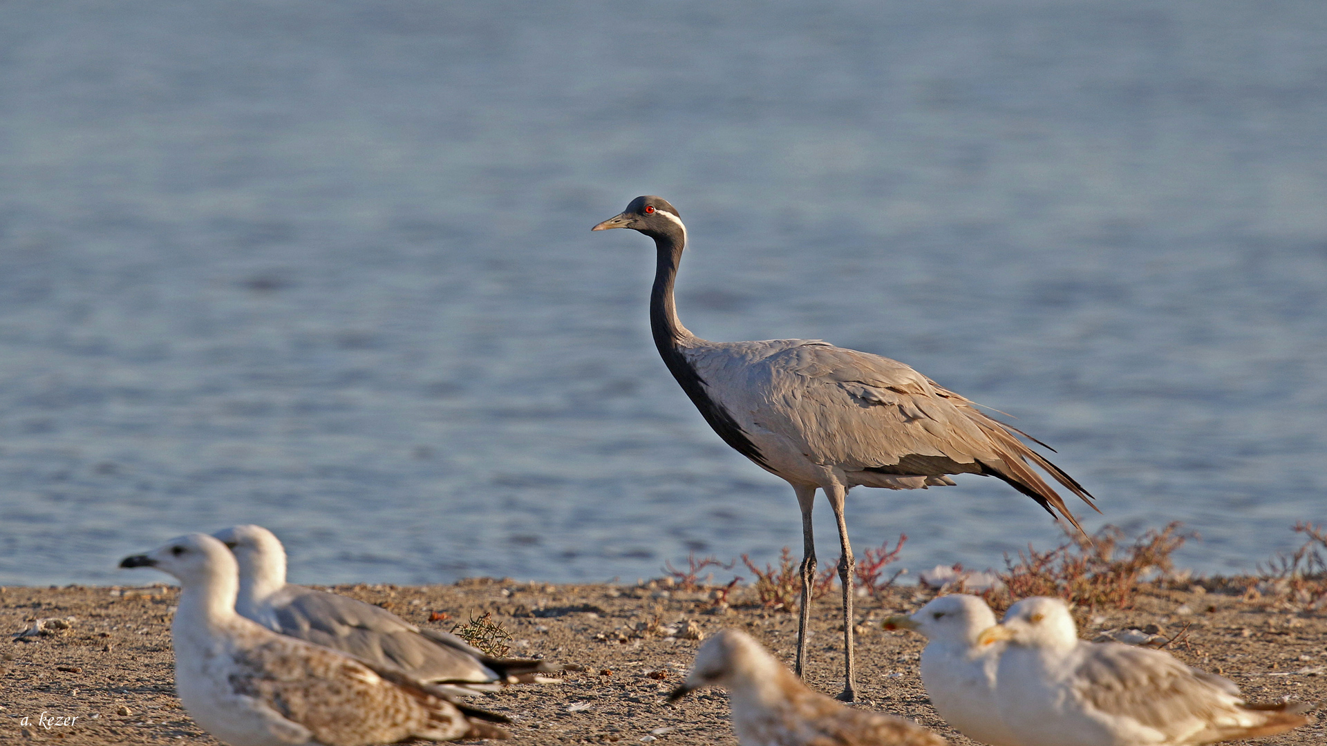 Telli turna » Demoiselle Crane » Grus virgo