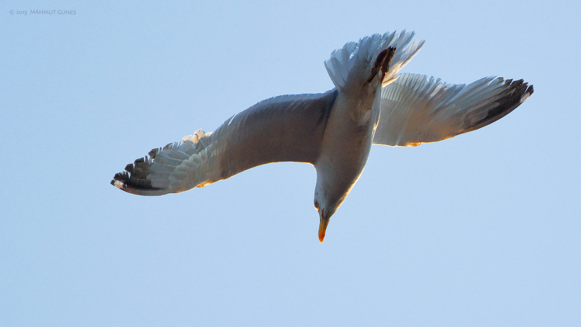 Gümüş martı » Yellow-legged Gull » Larus michahellis