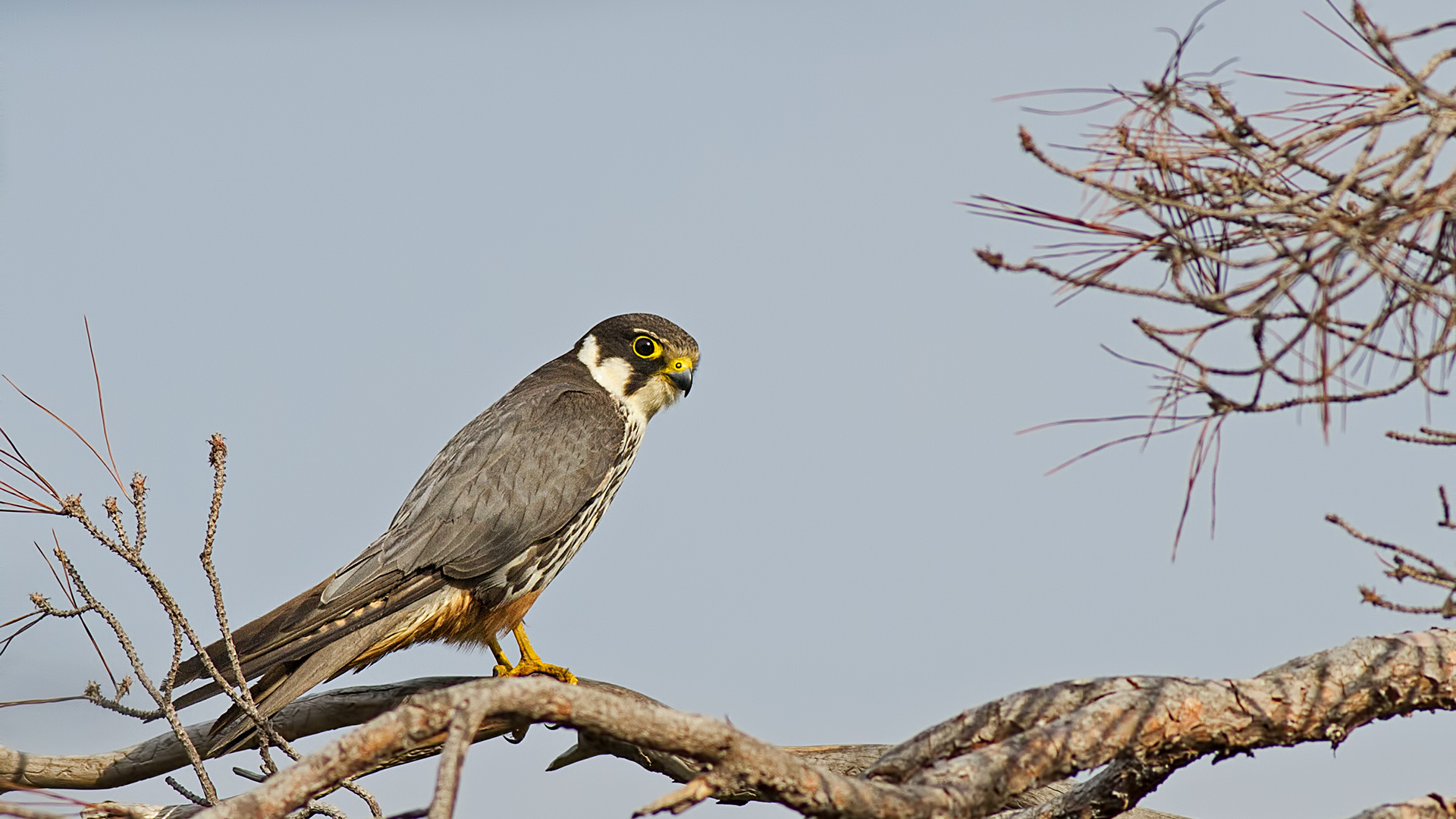 Delice doğan » Eurasian Hobby » Falco subbuteo