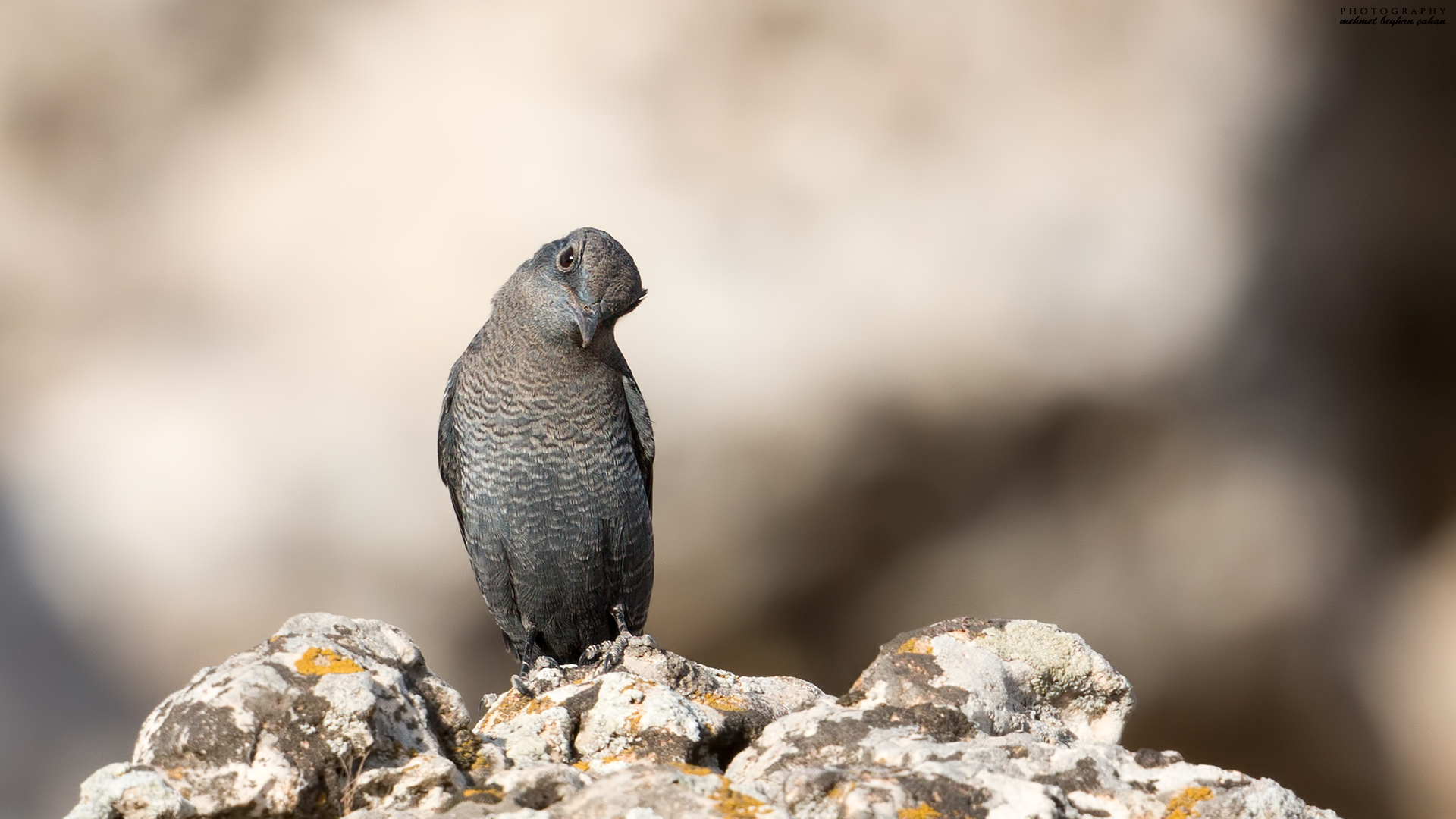 Gökardıç » Blue Rock Thrush » Monticola solitarius