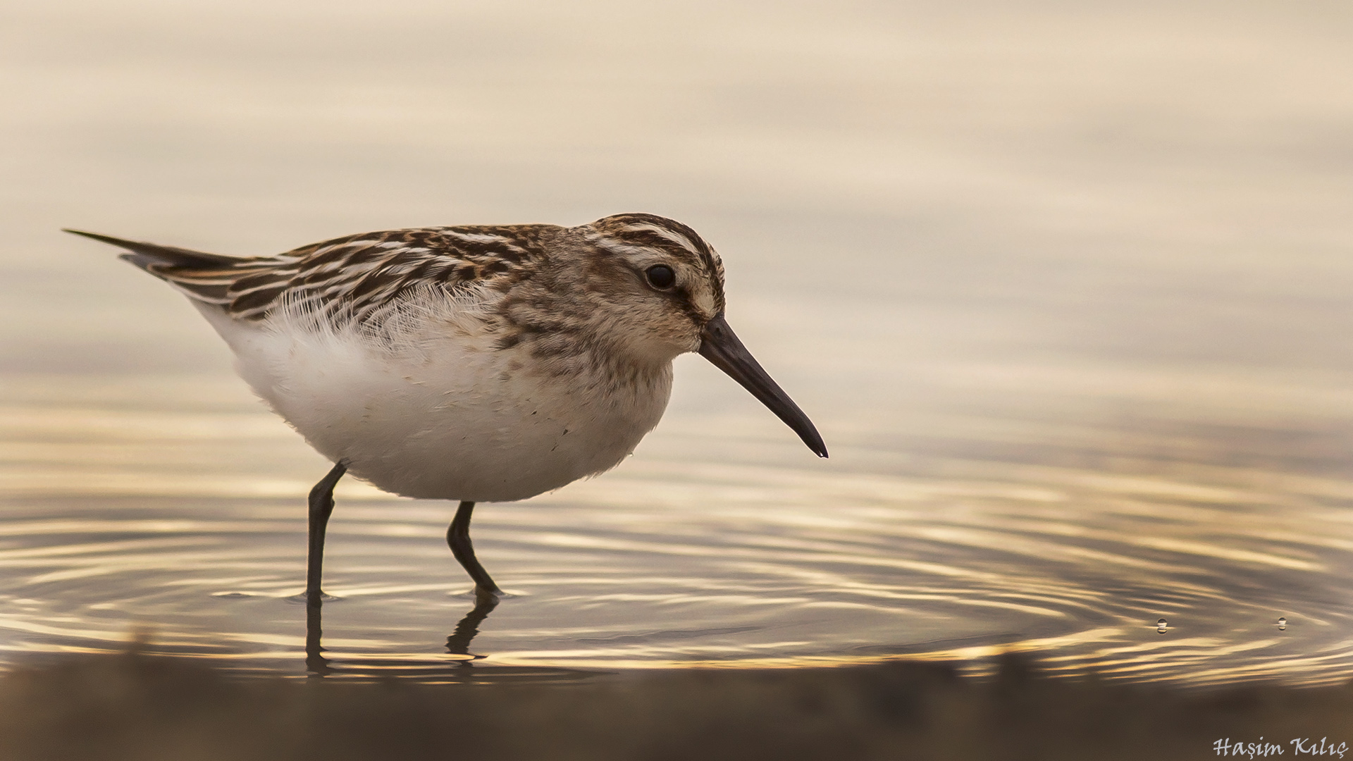 Sürmeli kumkuşu » Broad-billed Sandpiper » Limicola falcinellus