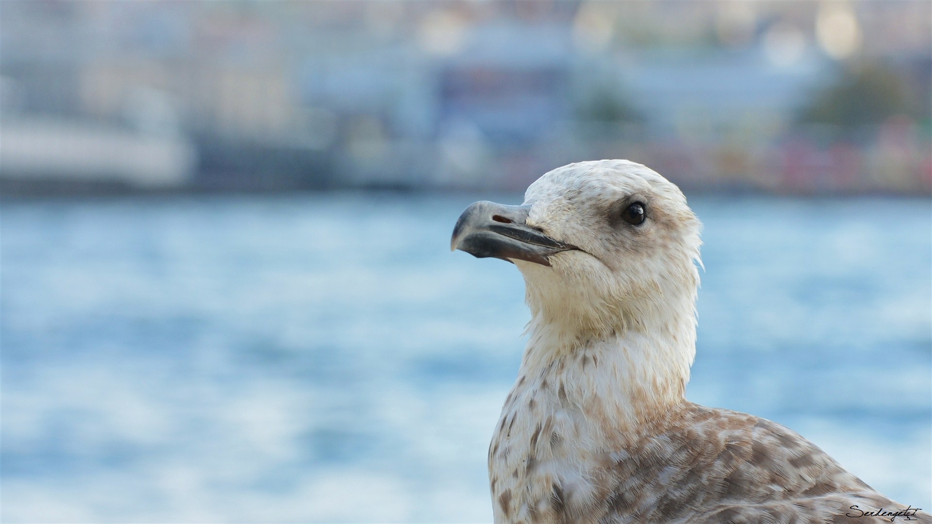 Gümüş martı » Yellow-legged Gull » Larus michahellis