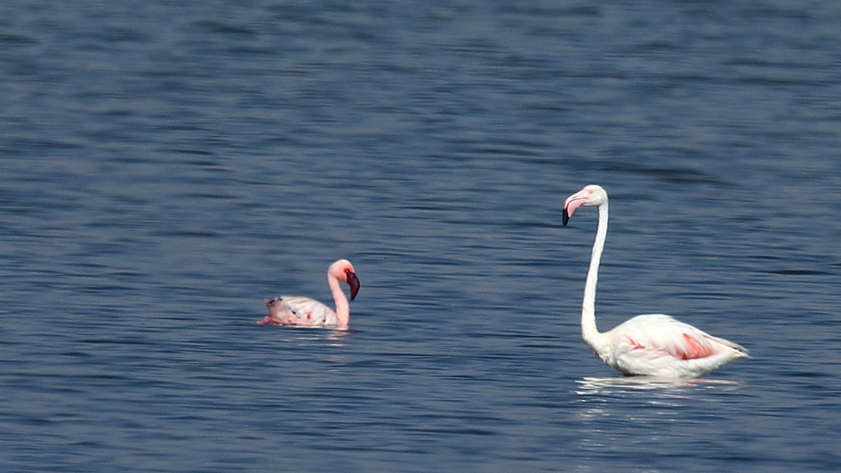 Küçük flamingo