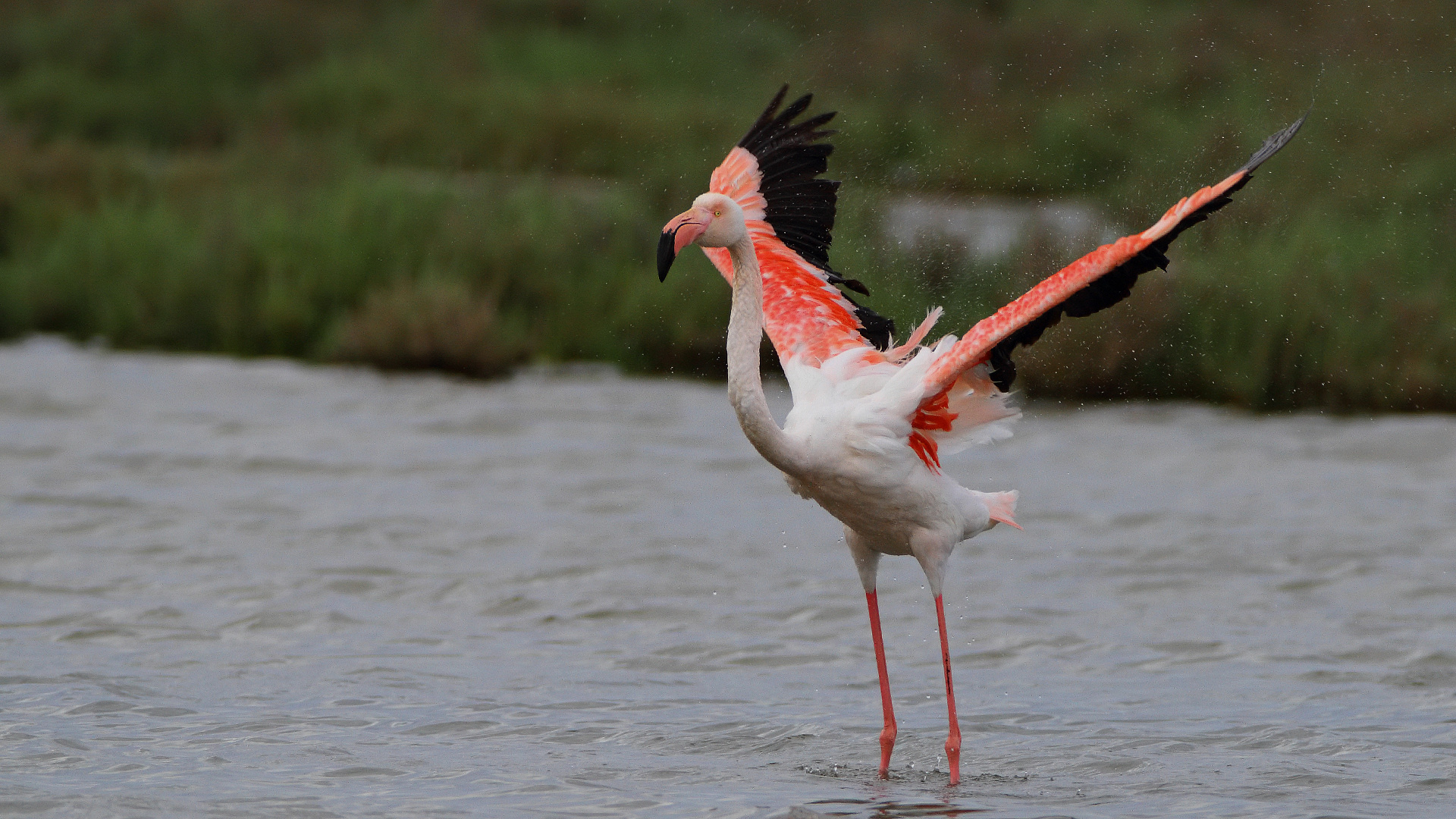 Flamingo