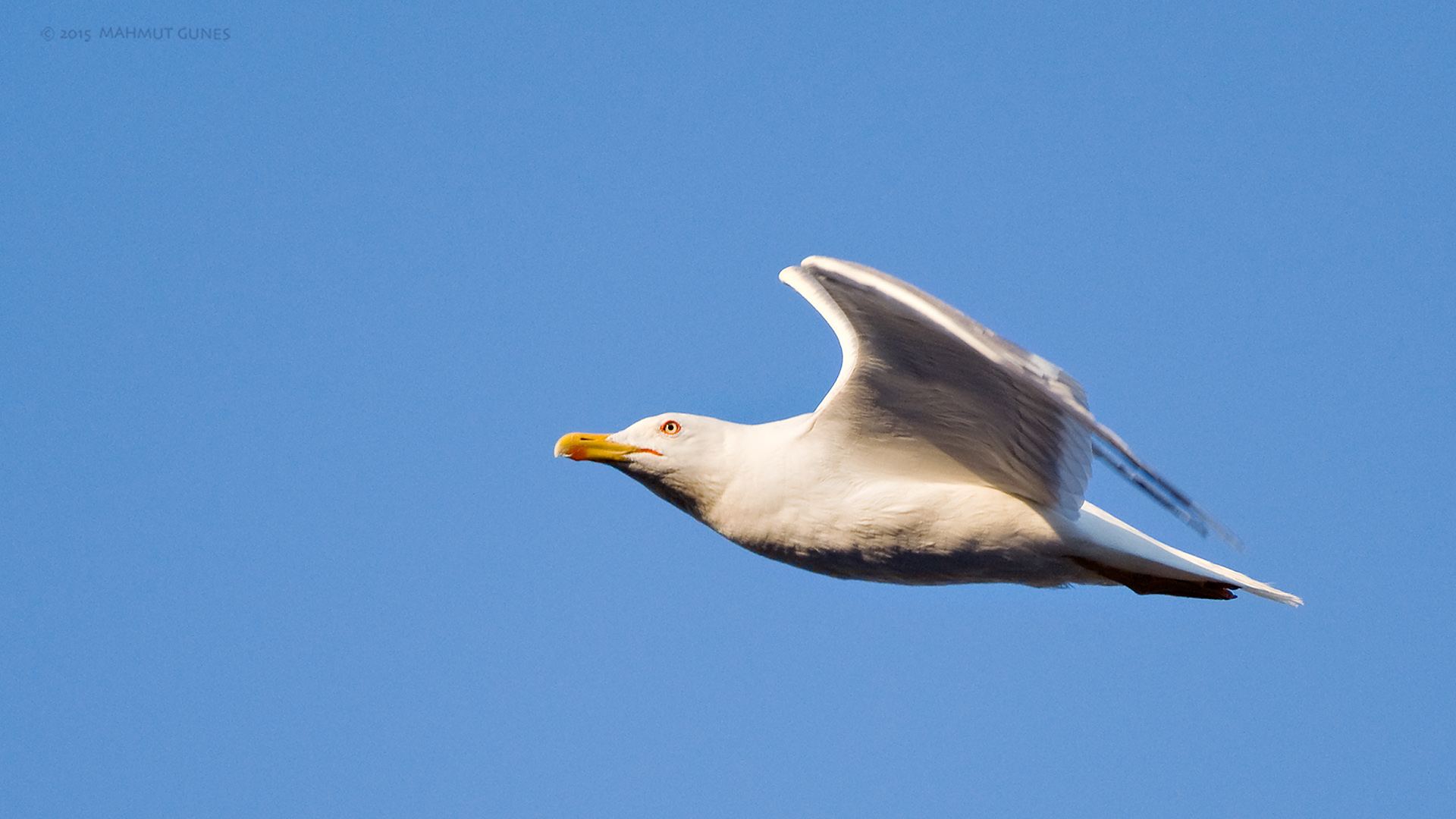 Gümüş martı » Yellow-legged Gull » Larus michahellis