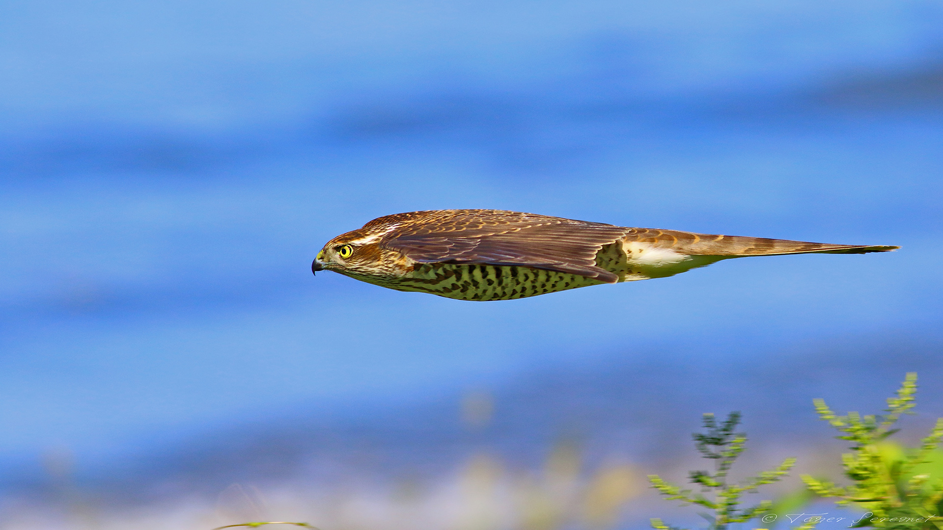 Atmaca » Eurasian Sparrowhawk » Accipiter nisus