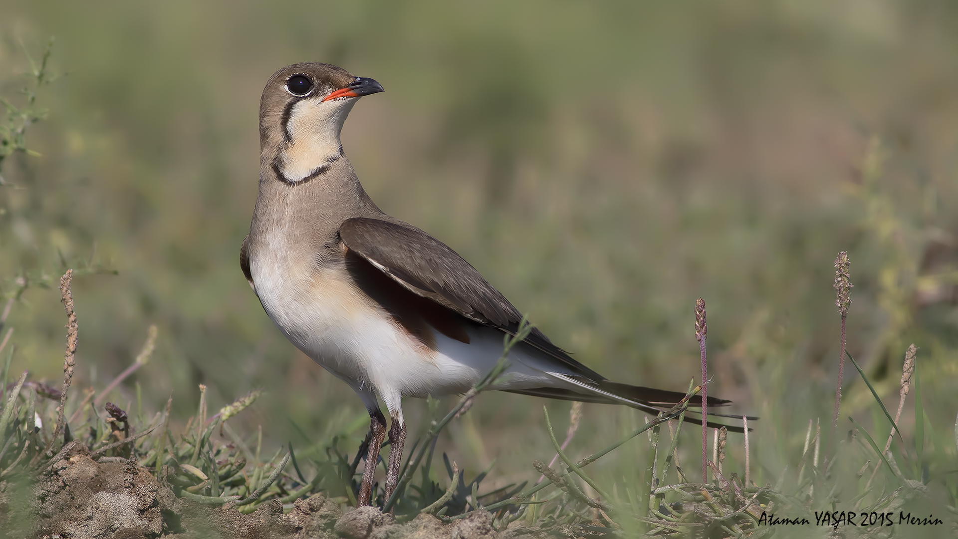 Bataklıkkırlangıcı » Collared Pratincole » Glareola pratincola