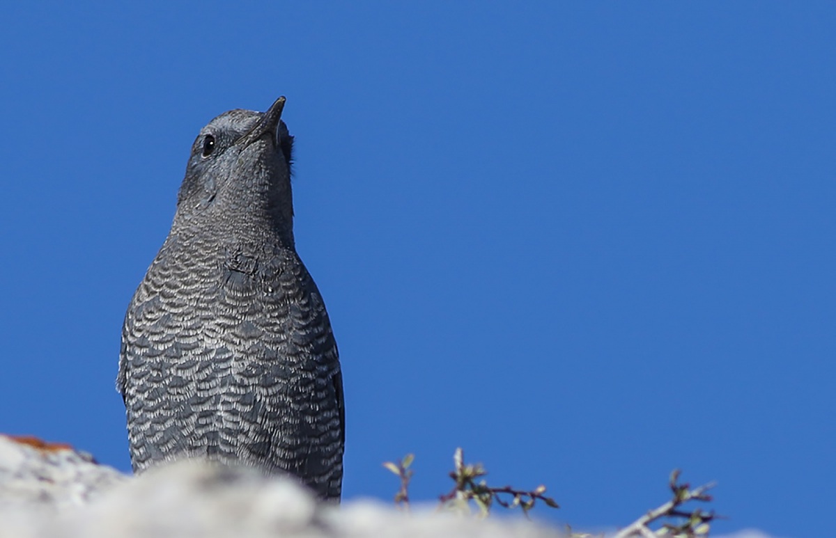 Gökardıç