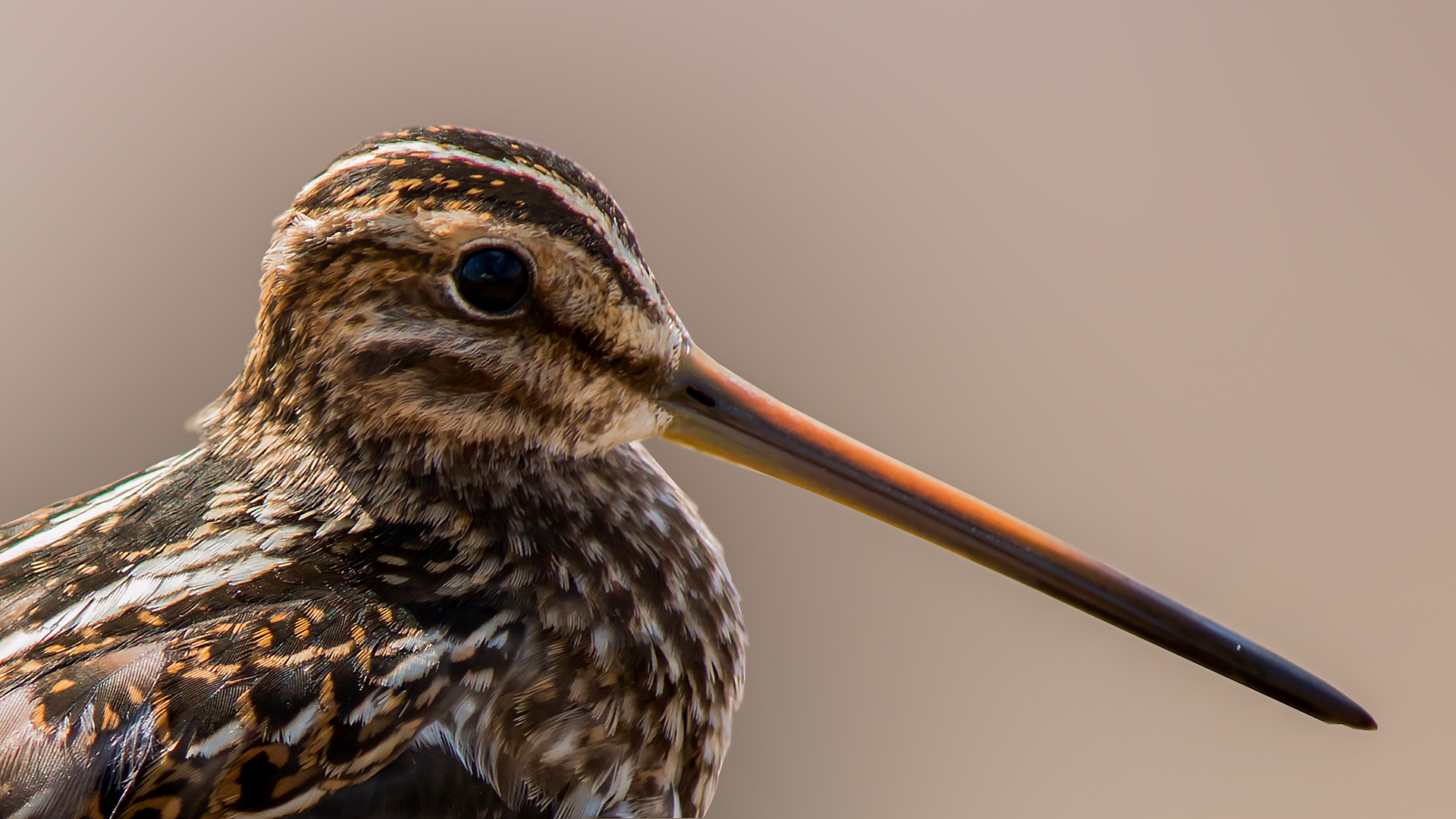 Suçulluğu » Common Snipe » Gallinago gallinago