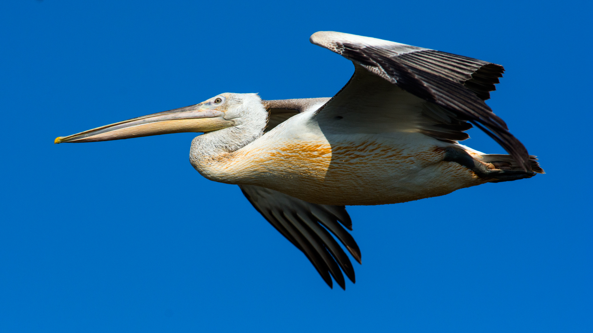 Tepeli pelikan » Dalmatian Pelican » Pelecanus crispus