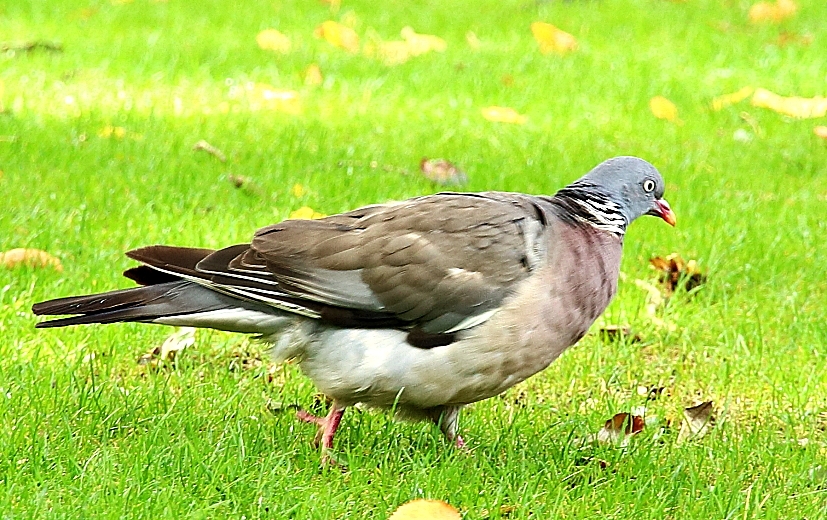 Tahtalı