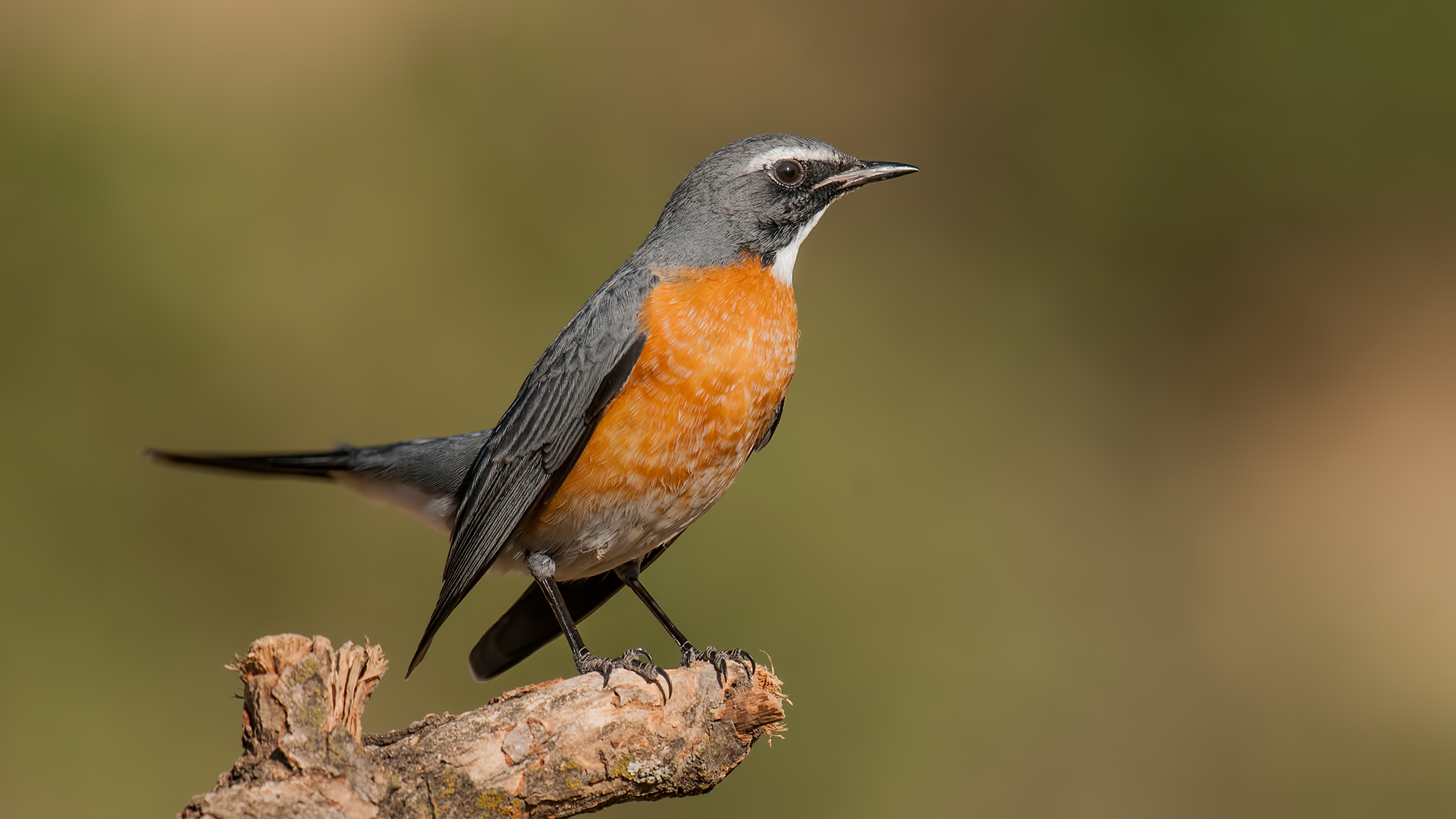 Taşbülbülü » White-throated Robin » Irania gutturalis