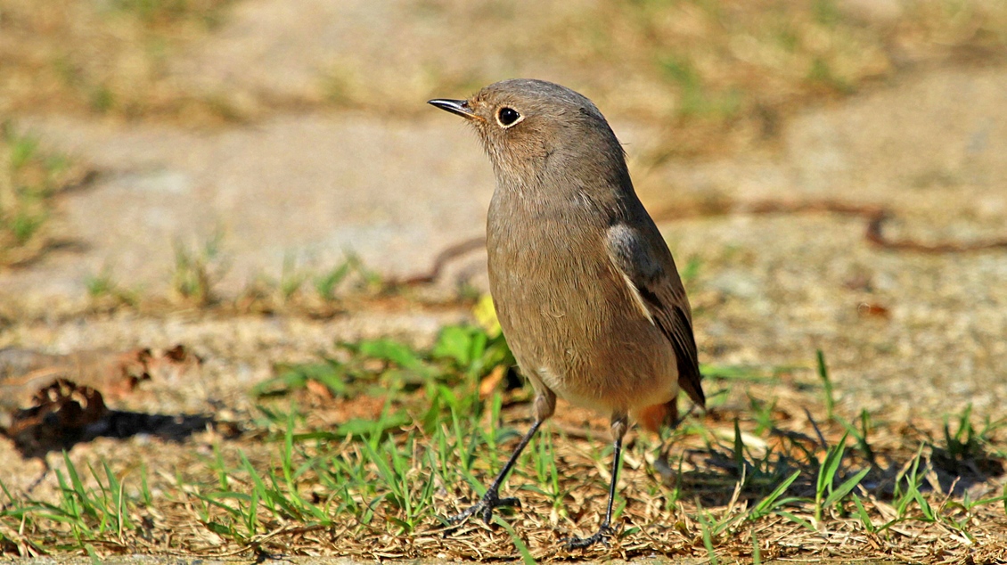 Kara kızılkuyruk