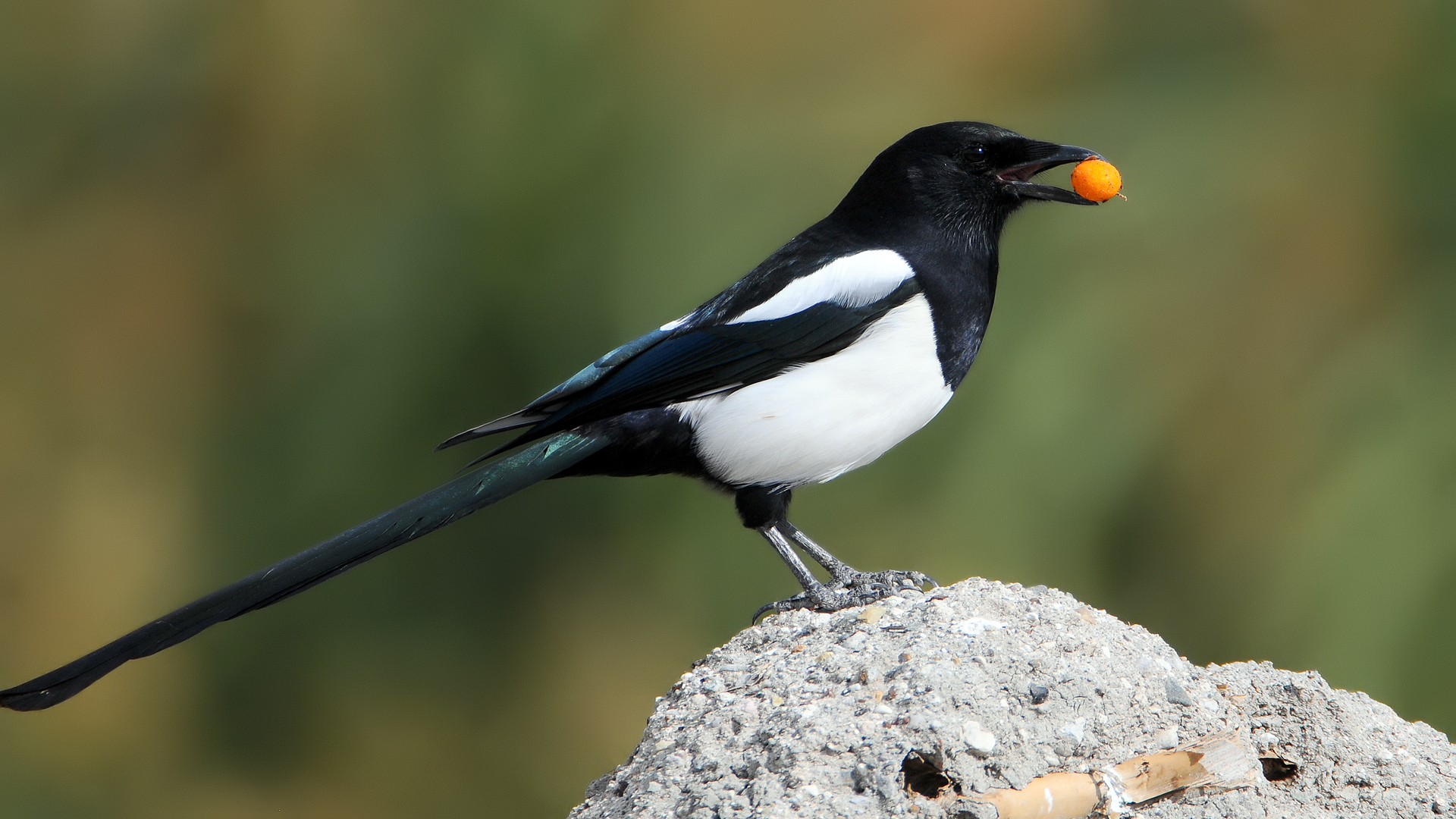 Saksağan » Eurasian Magpie » Pica pica