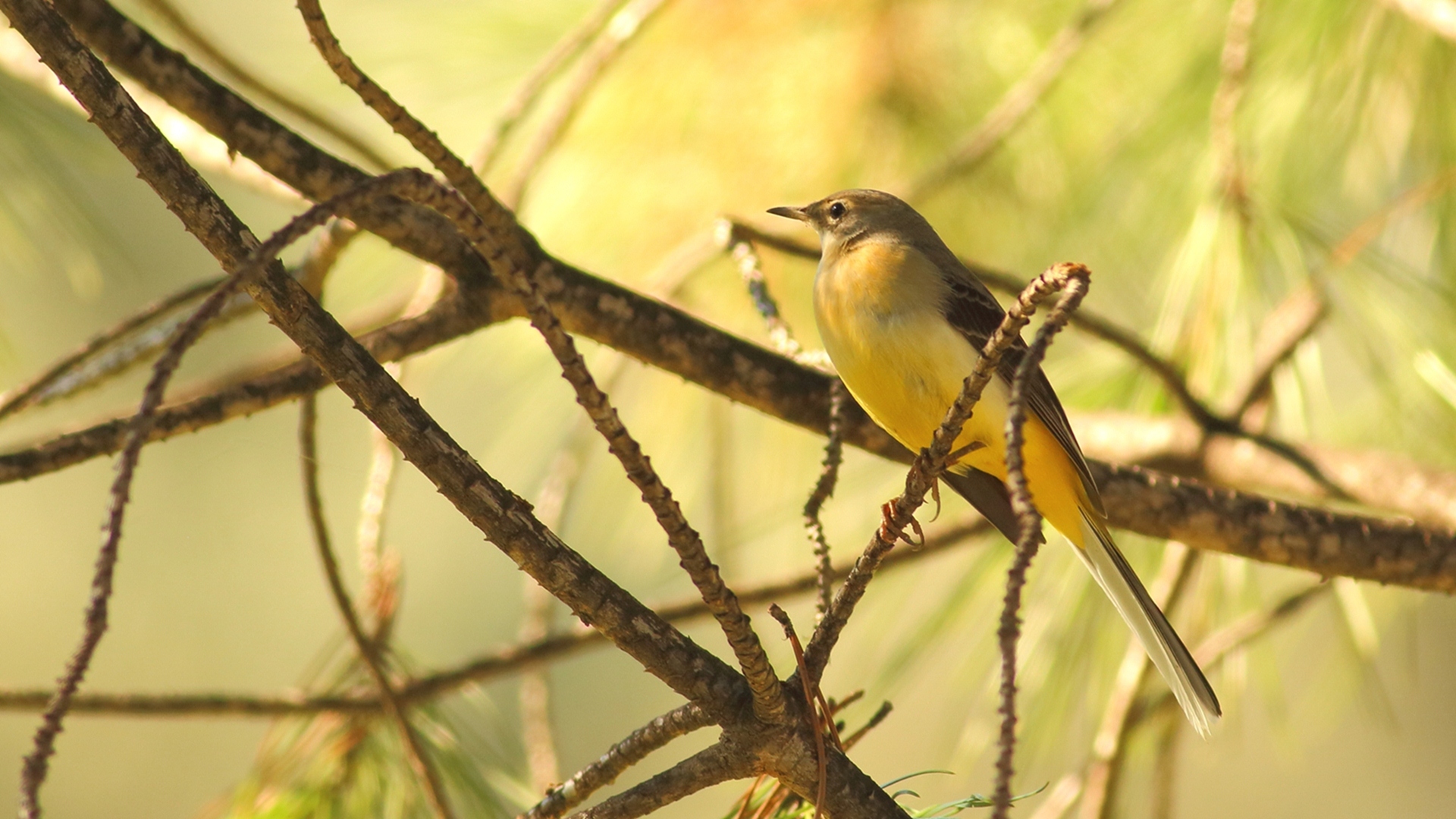 Dağ kuyruksallayanı » Grey Wagtail » Motacilla cinerea