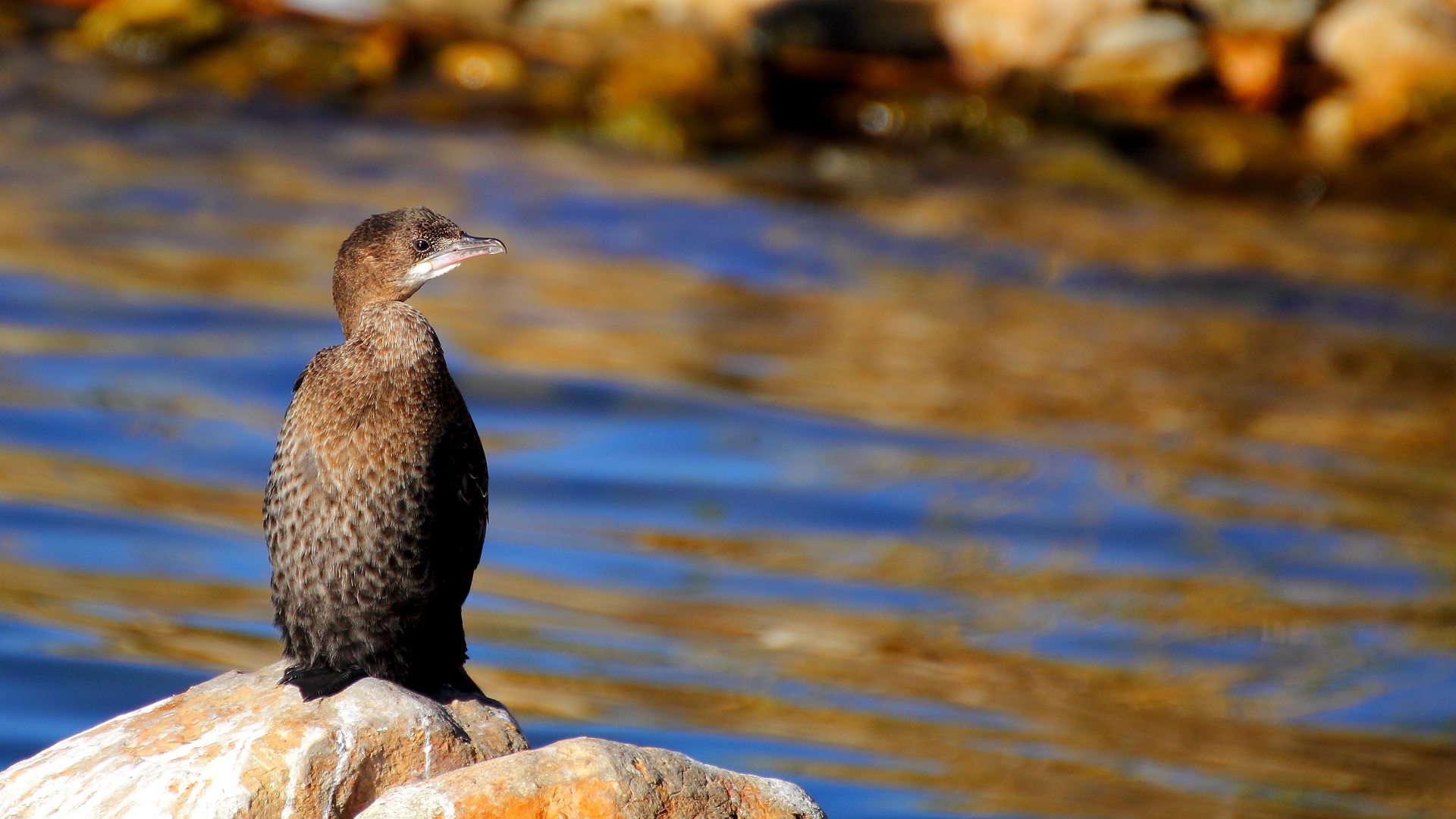 Küçük karabatak » Pygmy Cormorant » Microcarbo pygmaeus